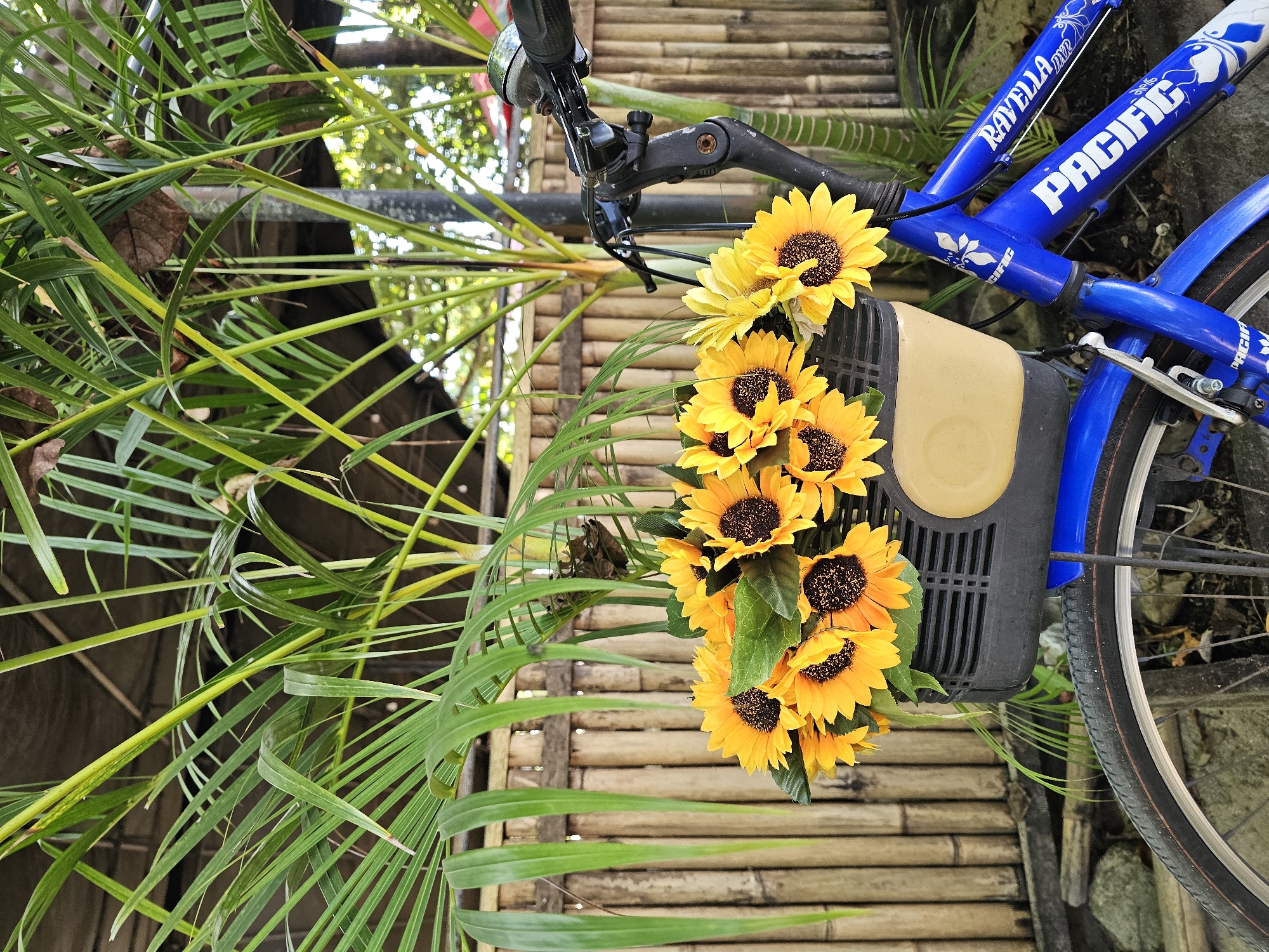 Everyday coastal life documented across Denpasar beaches and pathways