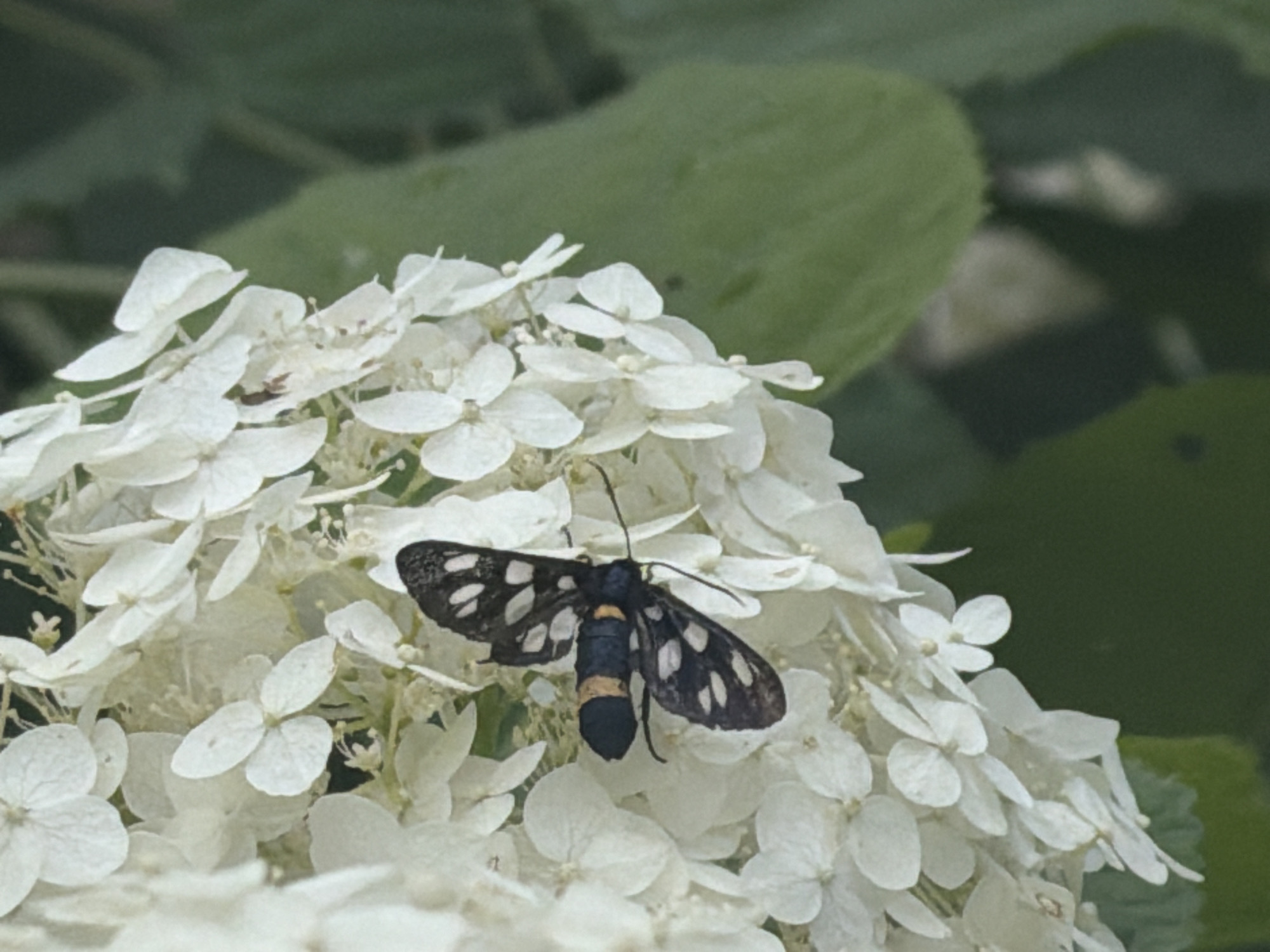 Garden afternoon in Buky: moths, hydrangeas, and a swing