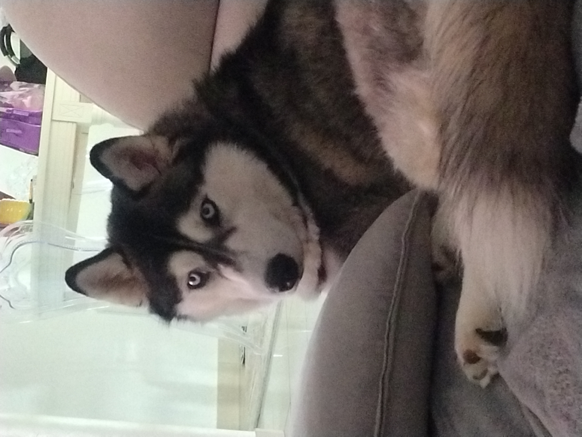 Lazy Saturday at home with a husky and houseplants