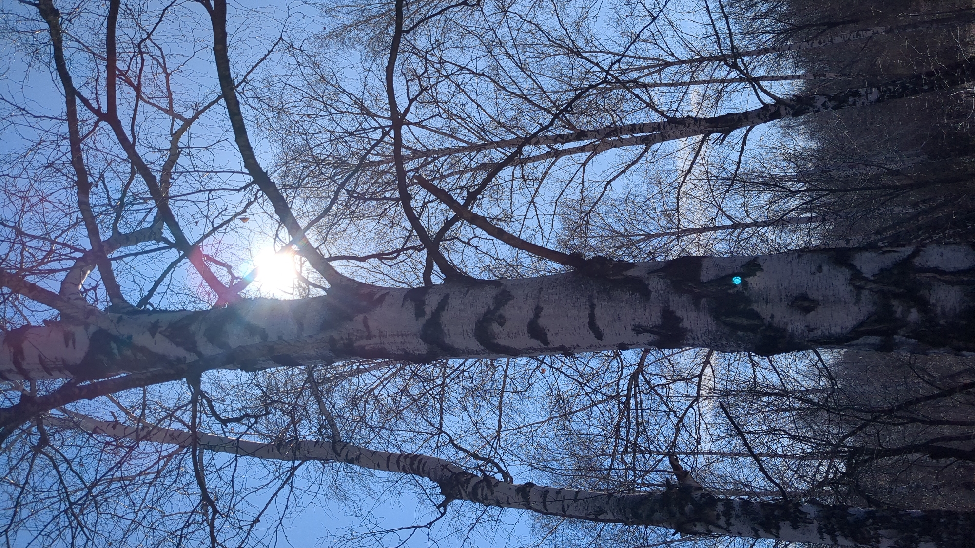 Spring walking tour documented through Ulyanovsk parks and groves
