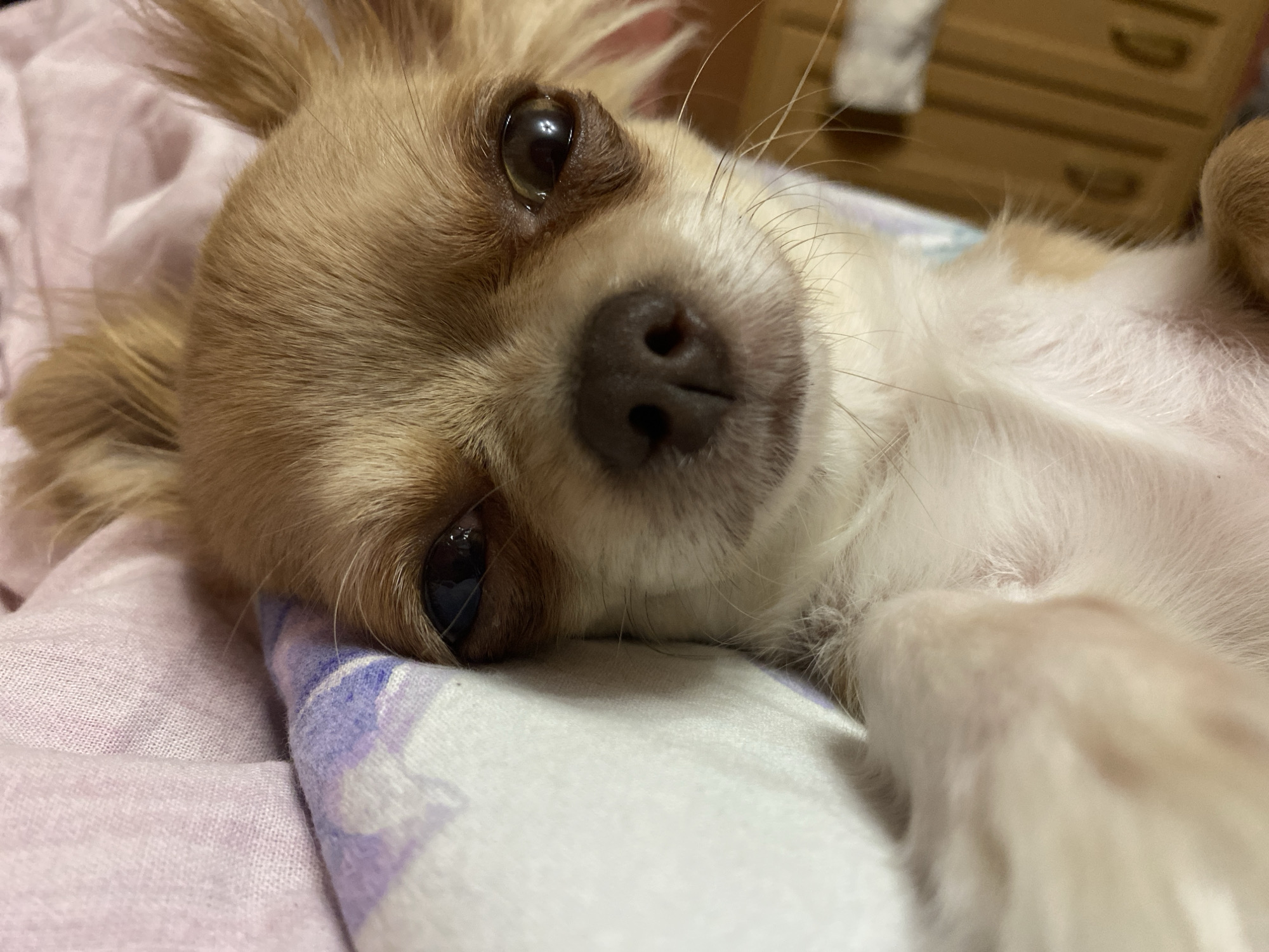 Chihuahua lounging on a patterned bed, multiple angles