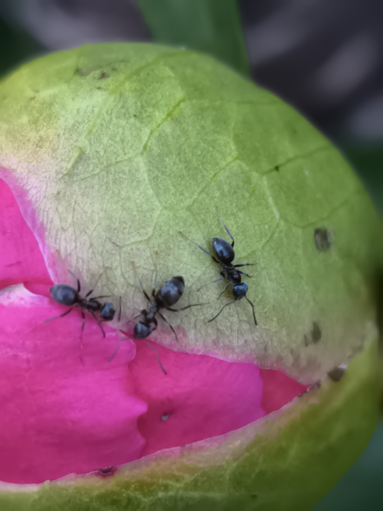 Spring garden wildlife and blooms documented in Alkmaar