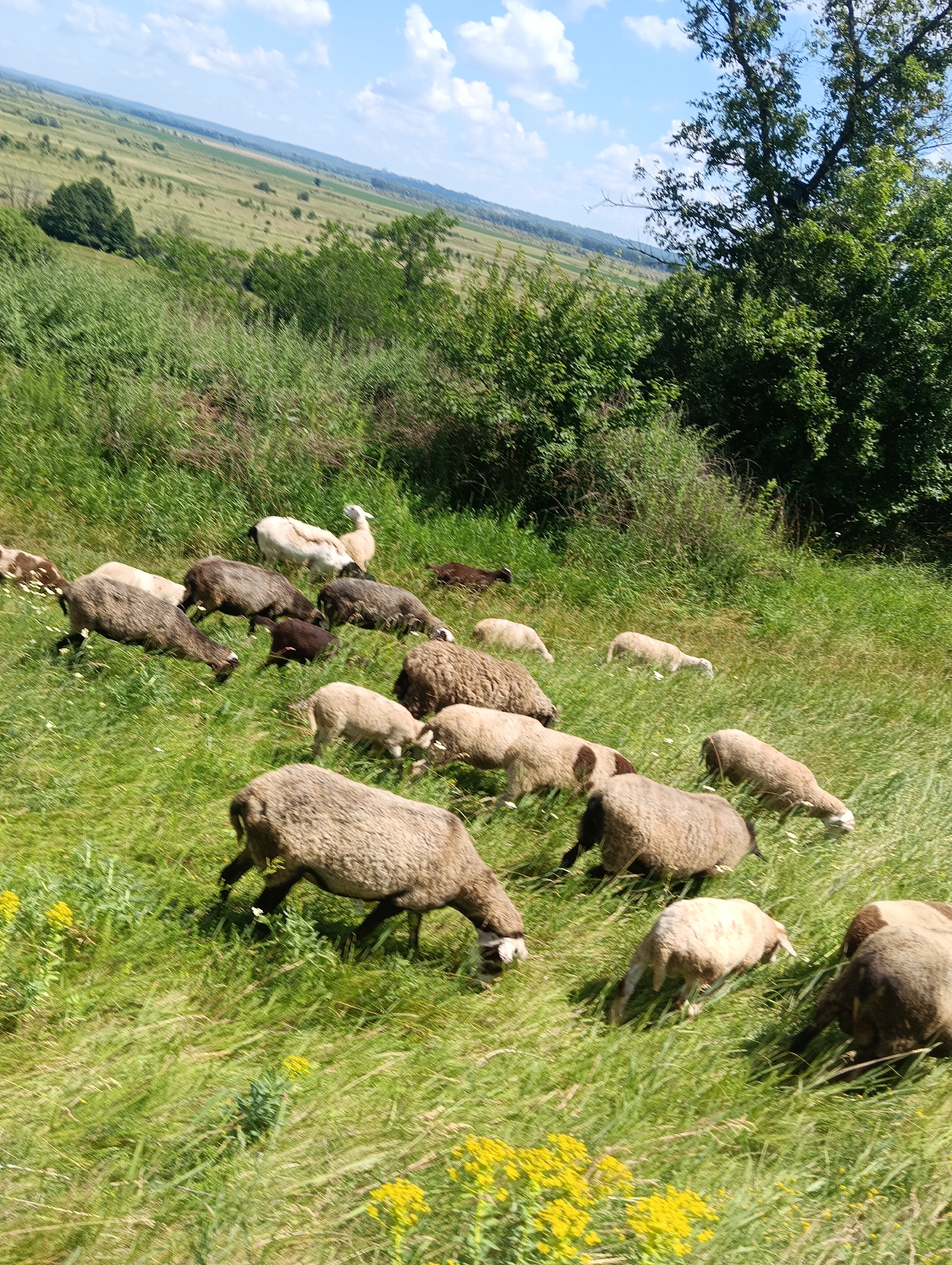 Sheep, open landscapes, and a blue-eyed kitten