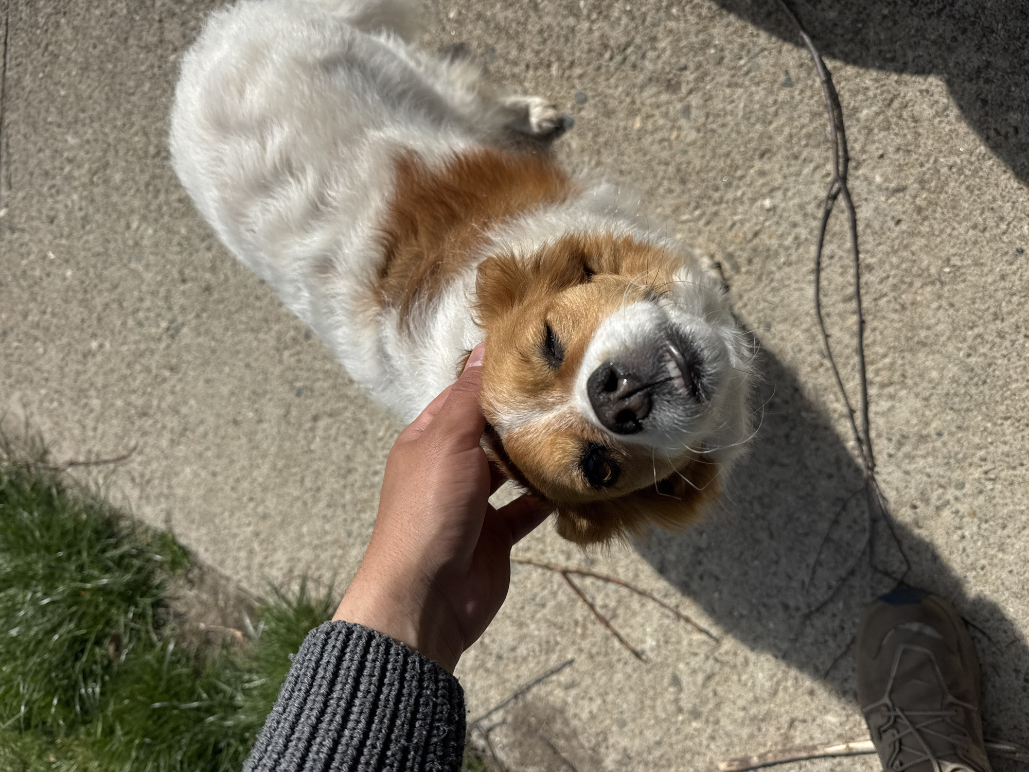 Dog receives gentle attention on concrete surface in Bulgaria
