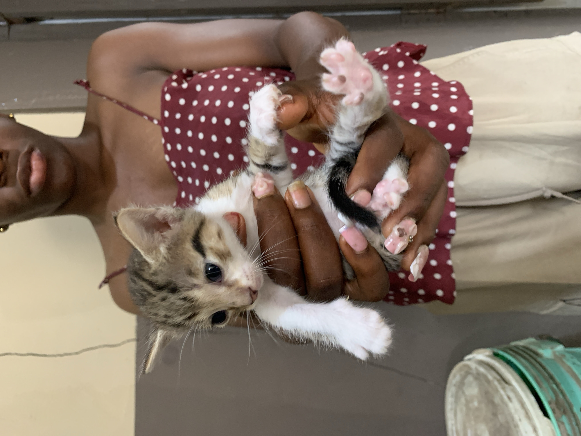 Tabby kittens and a cat at home in Iju, Nigeria