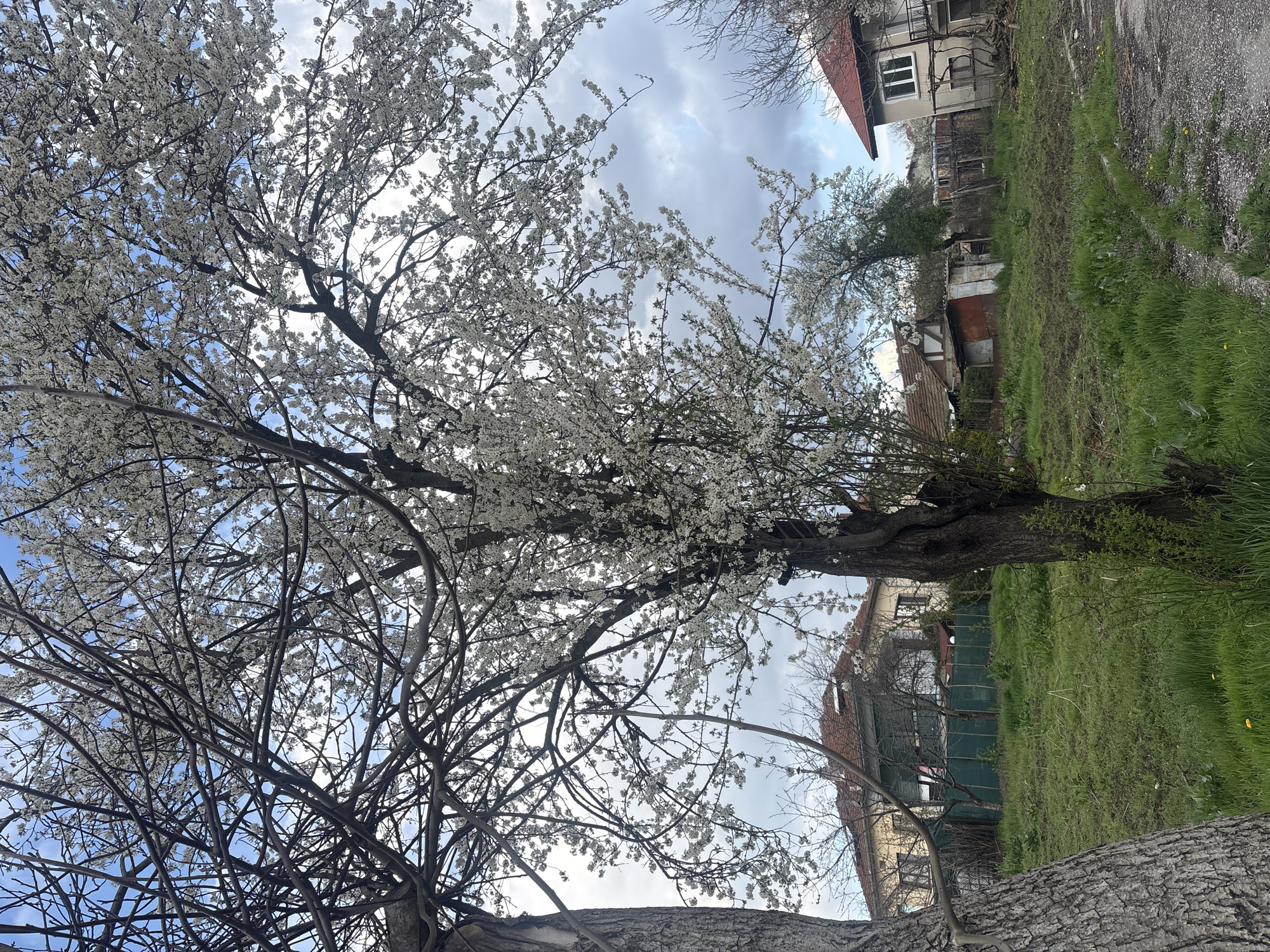 Spring blooms and storm clouds observed in Strazhitsa, Bulgaria
