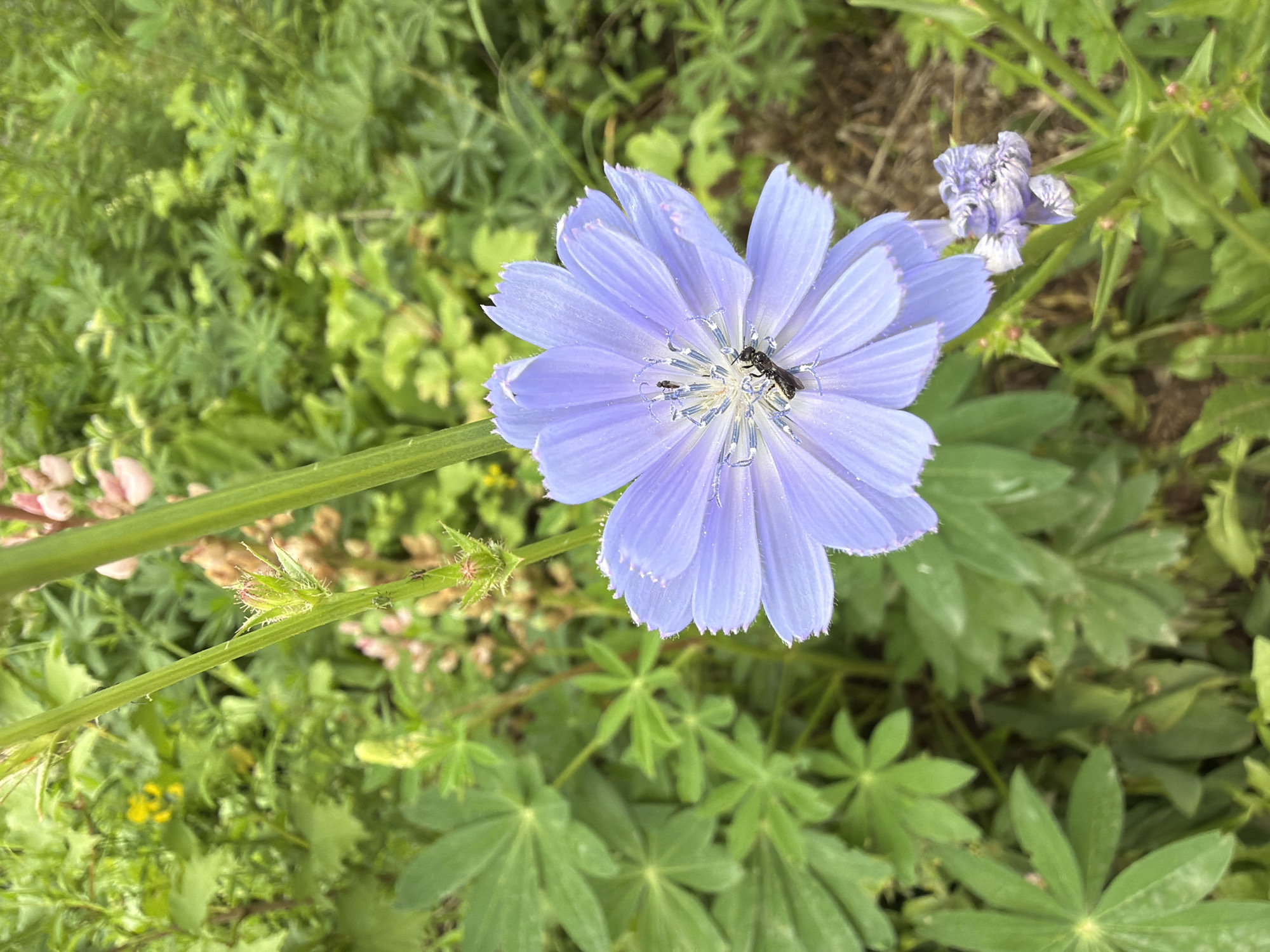 Summer garden in Petukhi: flowers, apples, and ripening berries