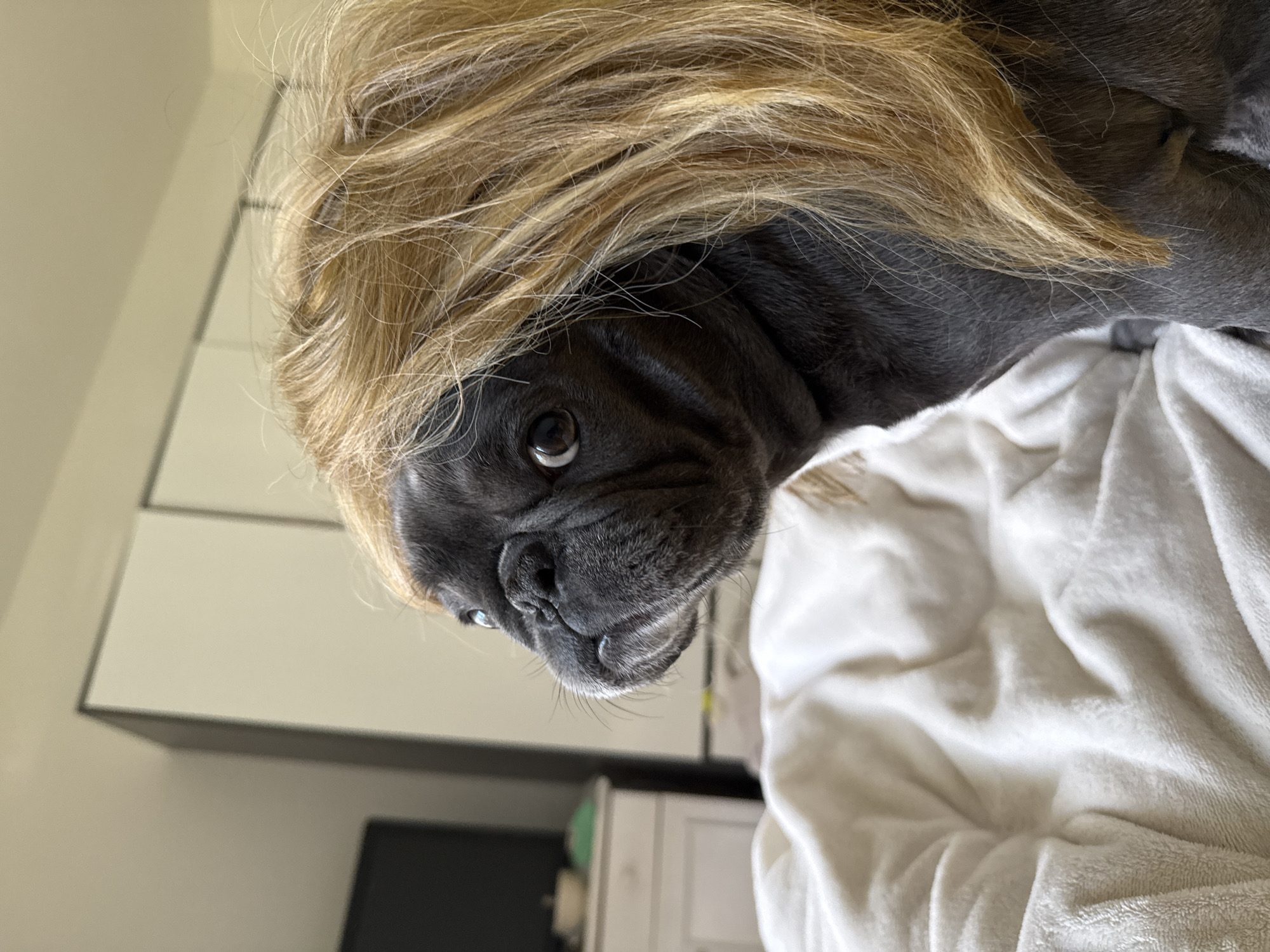 French Bulldog dress-up session with fries on the side