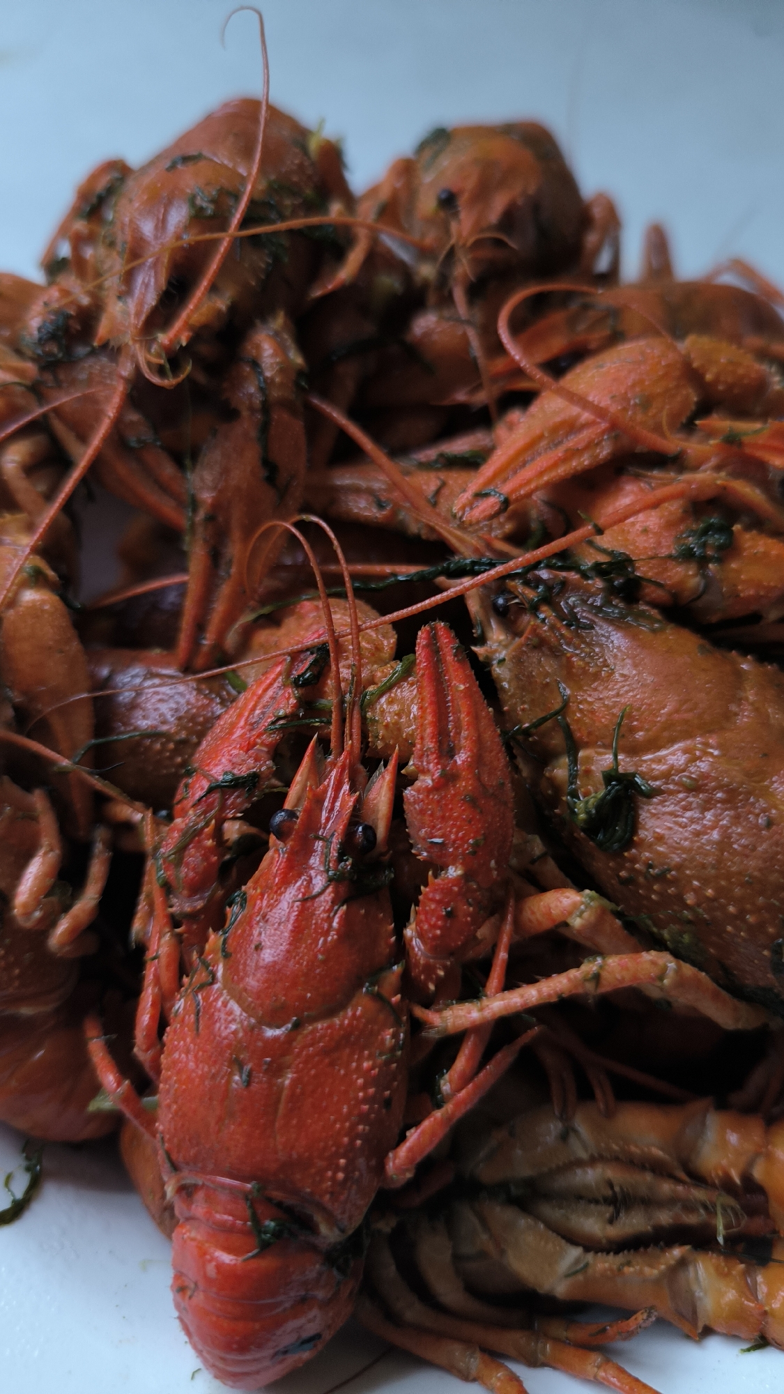 Crawfish and rainy trees on a grey afternoon