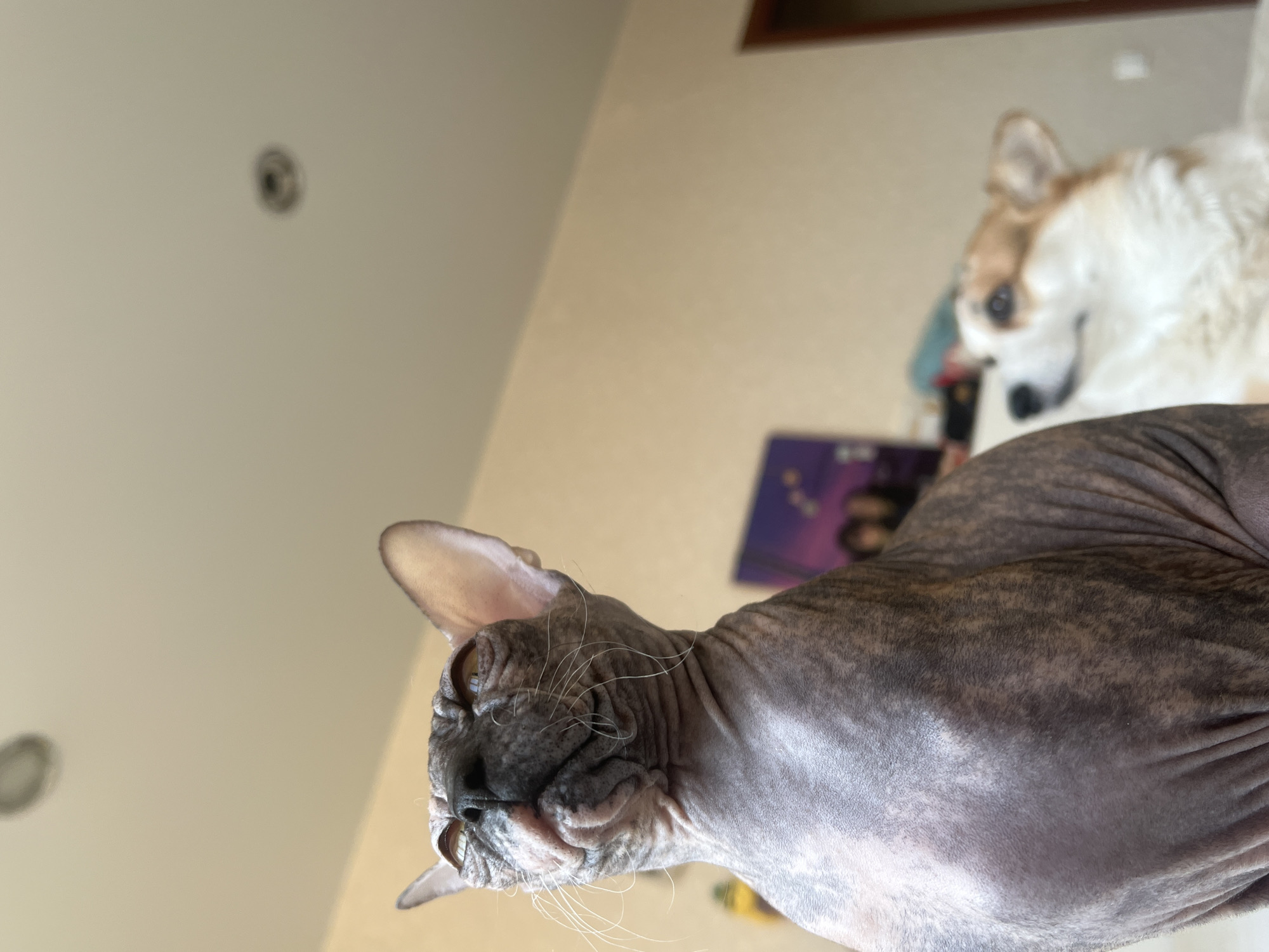 Pets and construction activity documented in Yekaterinburg