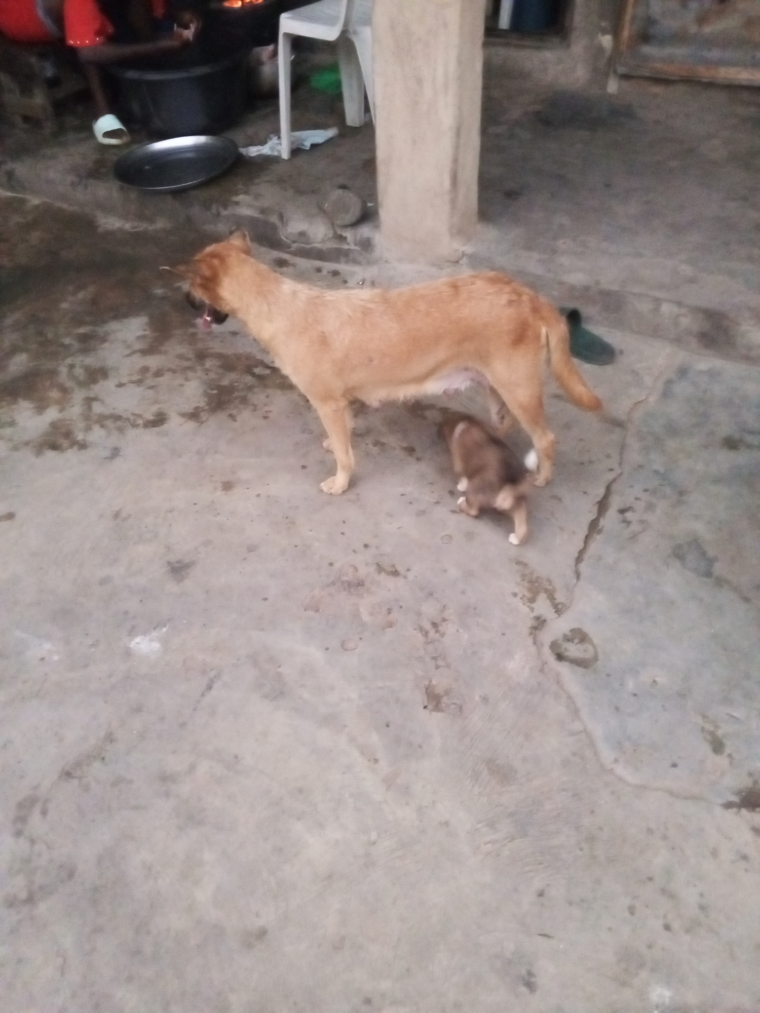Domestic life moments captured in Nigerian courtyard with animals, children