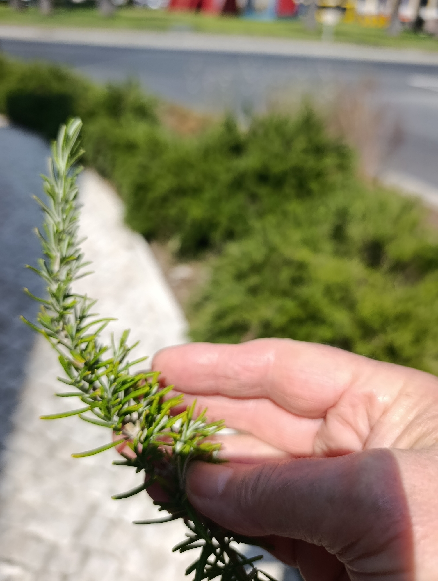 Sunny stroll through Setúbal's streets with roadside rosemary