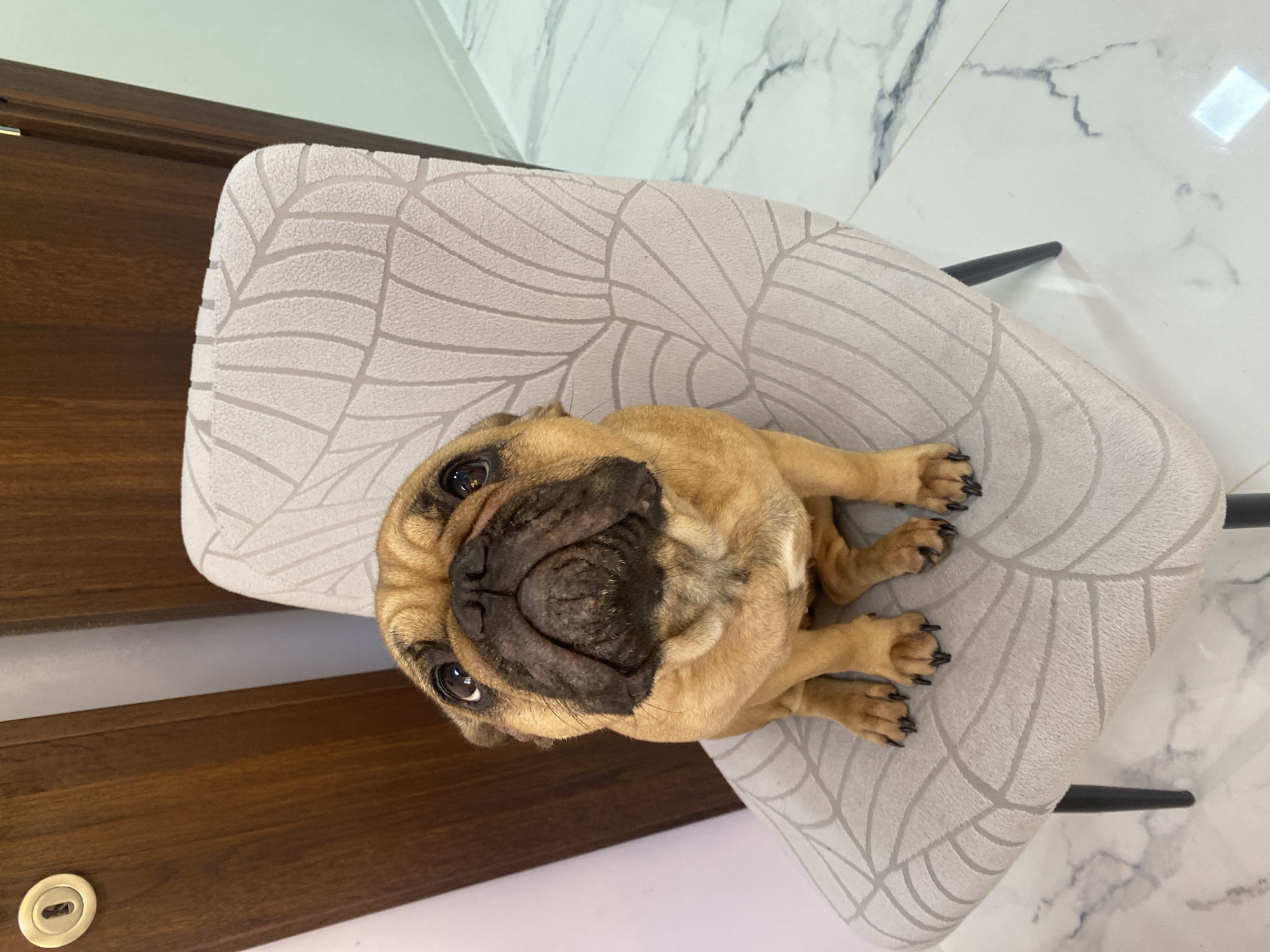 French Bulldog relaxes on chair in Sofia home