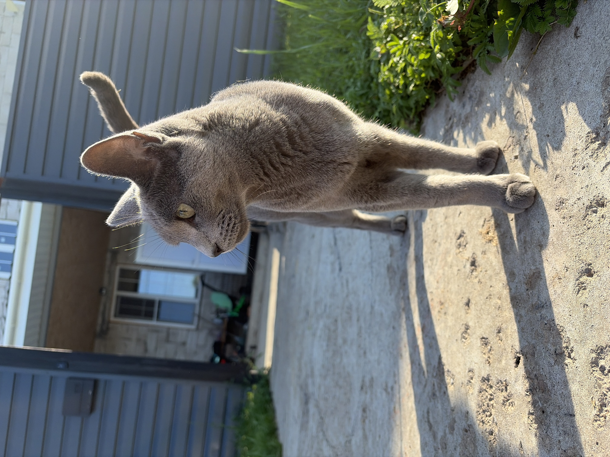 Russian Blue cat loitering outside a house