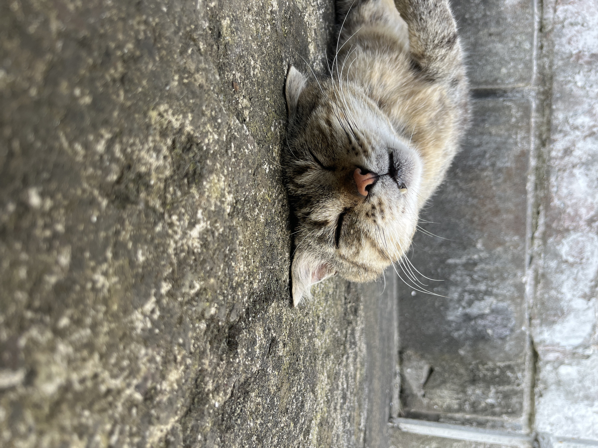 Sleepy tabby cat and tropical streetscape scenes