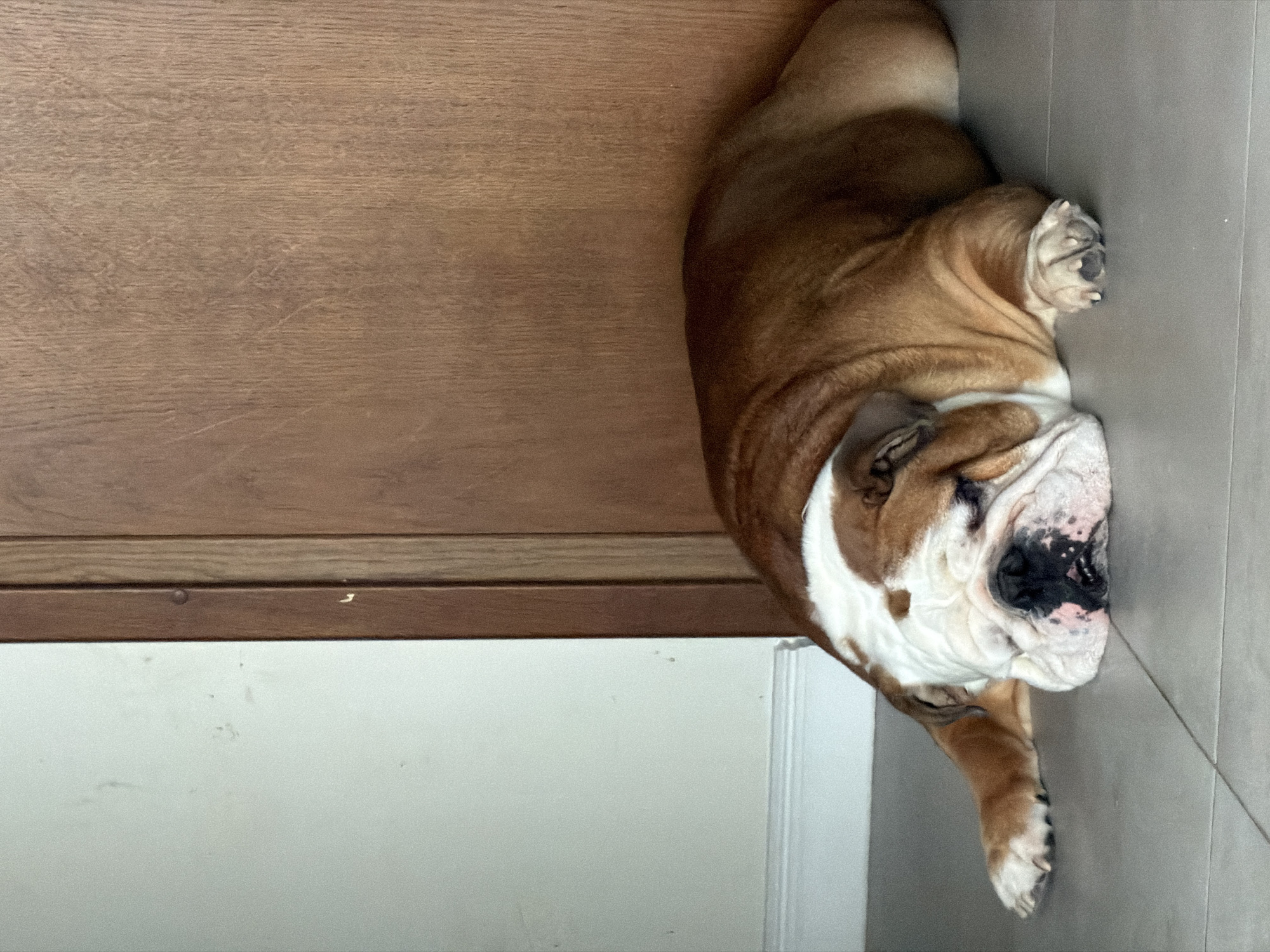 Bulldog spends quiet morning napping around Sofia home