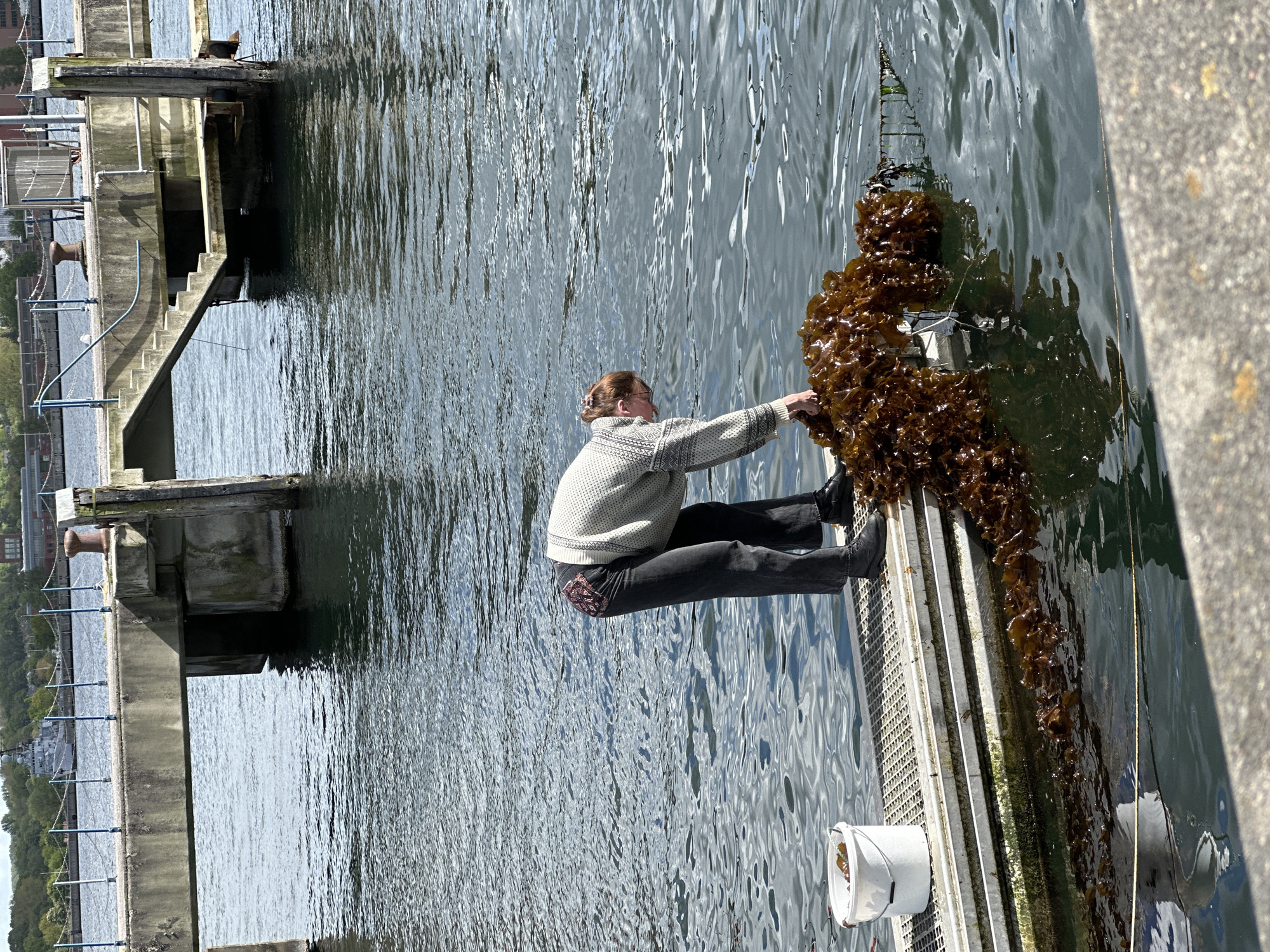 Seaweed harvesting observed at Kiel Fjord waterfront, Germany