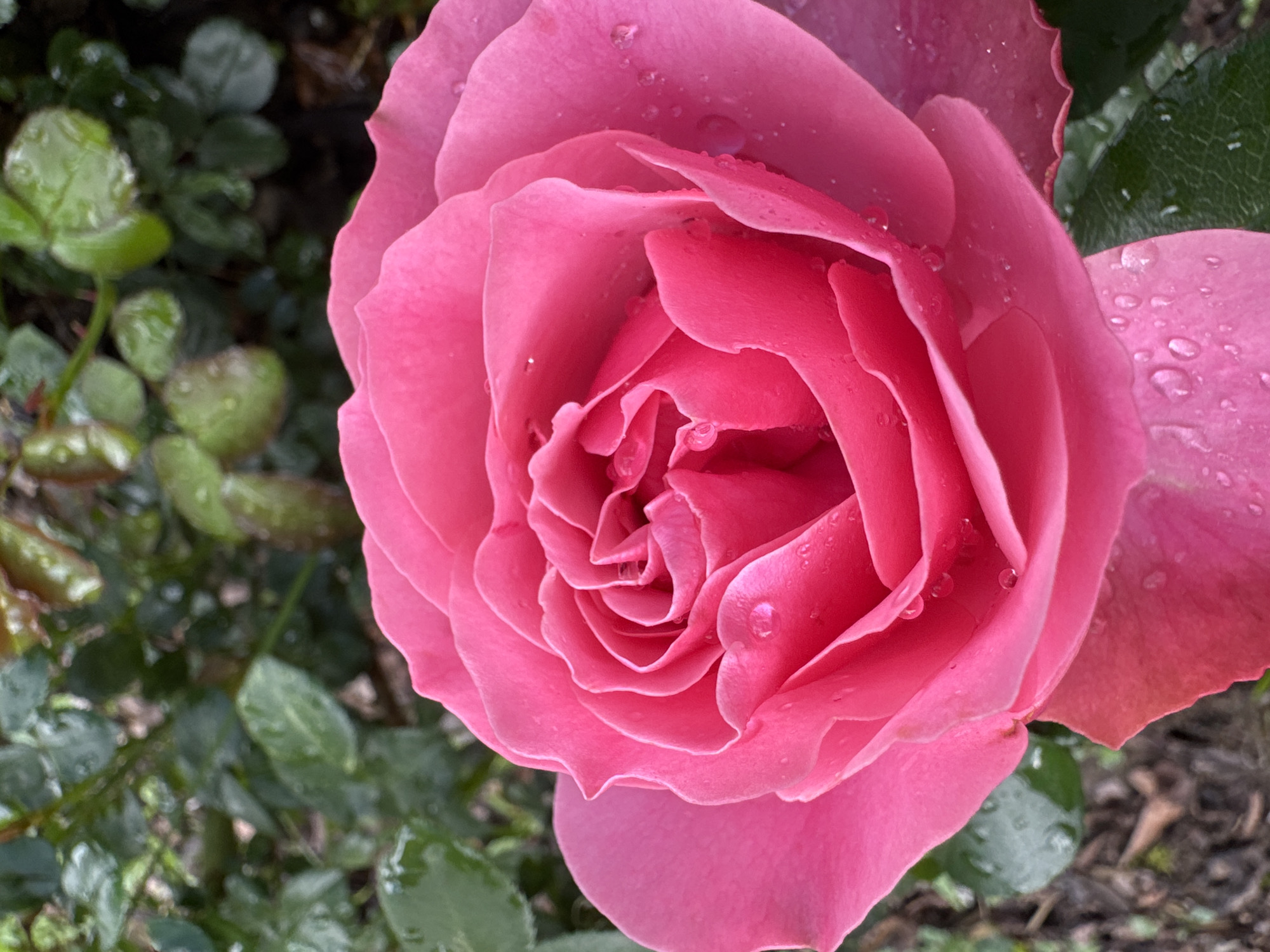 Roses, a Siamese cat, and summer skies in a Russian garden