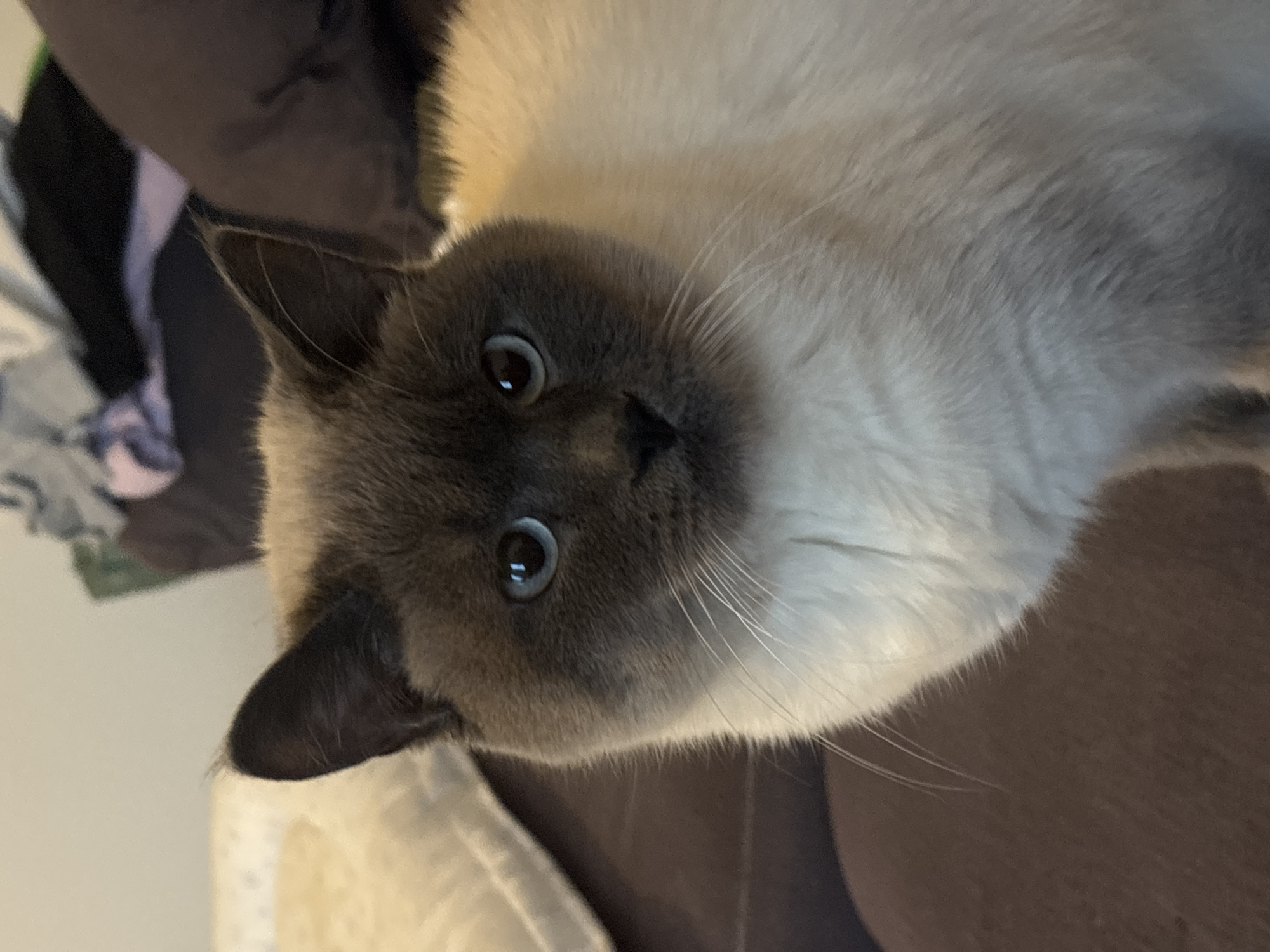 Siamese cat plays on colorful mat in Antwerp home