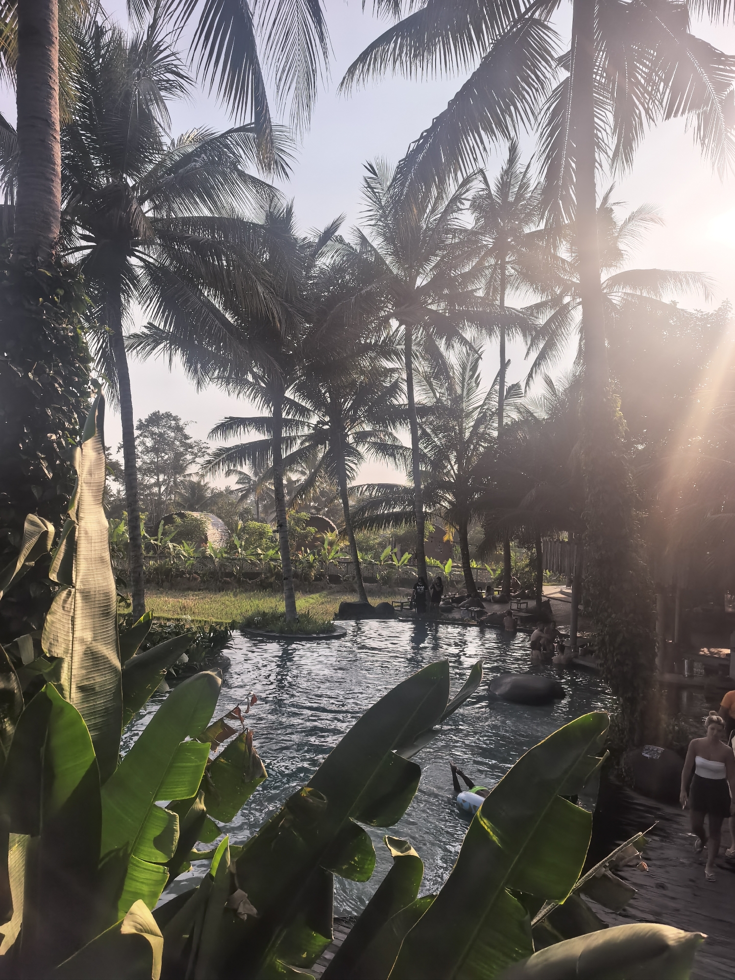 Tropical resort grounds in Ubud, pool and palm trees