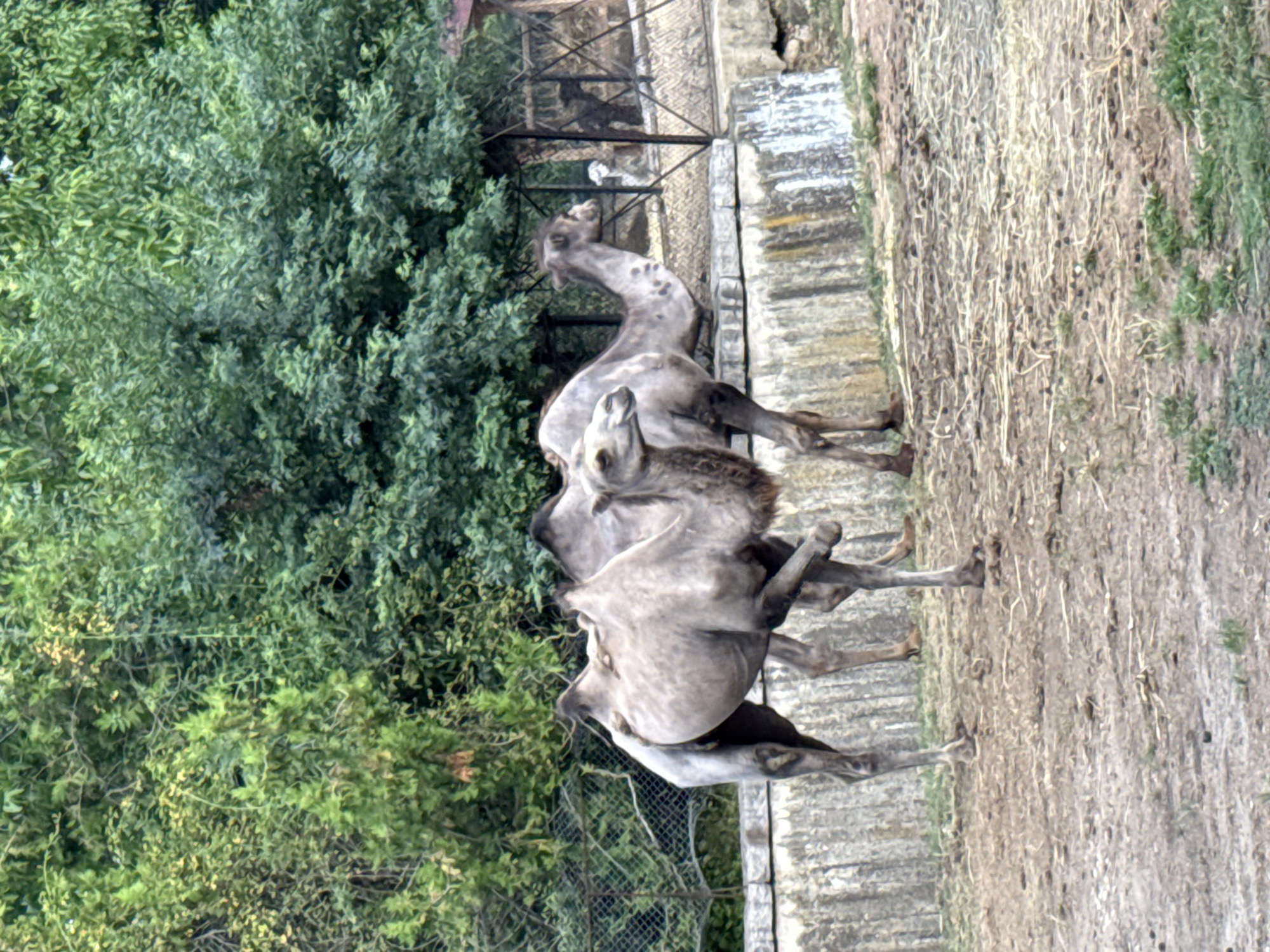 Bactrian camels at Sofia Zoo on a summer afternoon