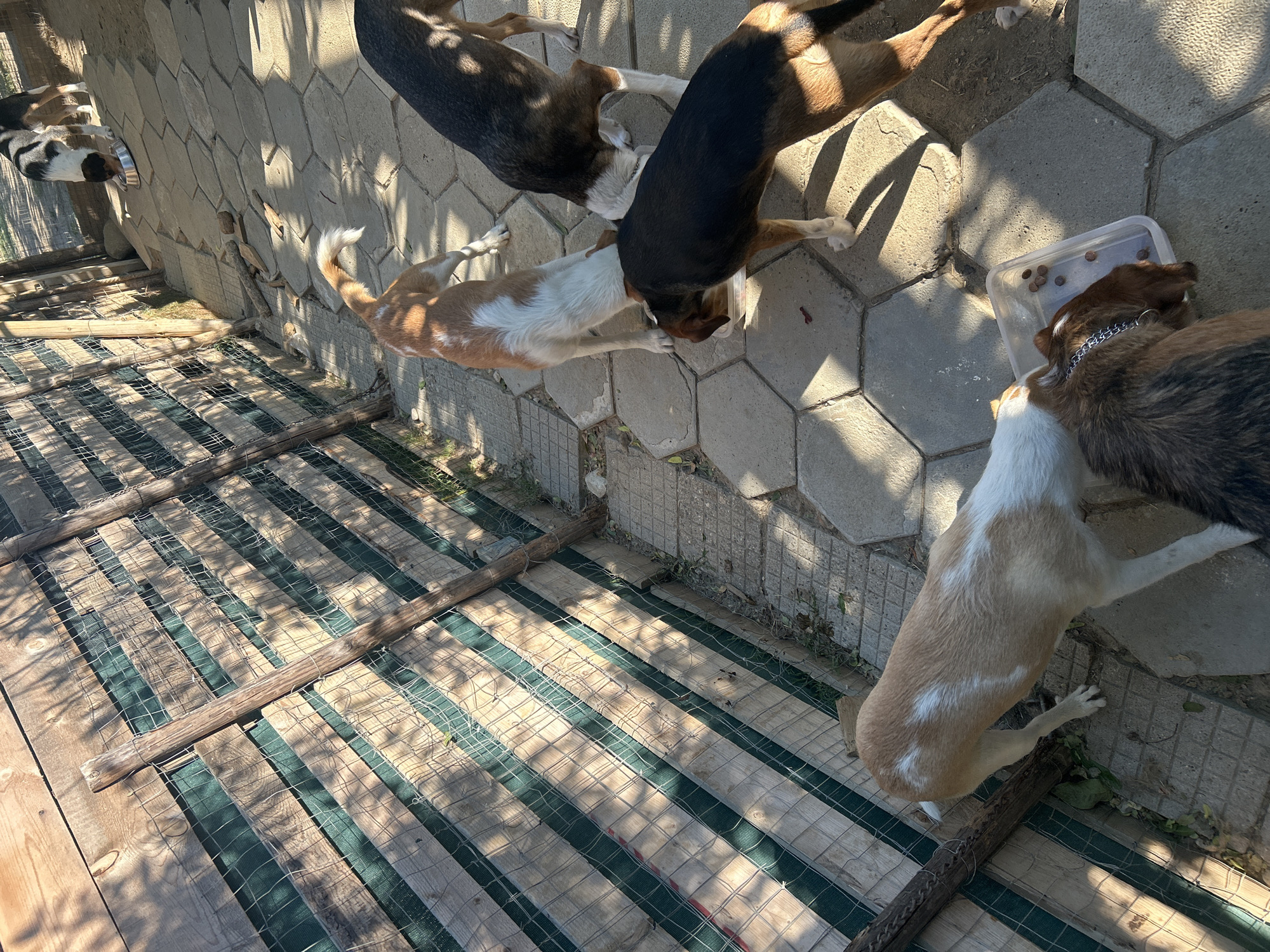 Dogs loitering on a sunny morning in Polenitsa, Bulgaria