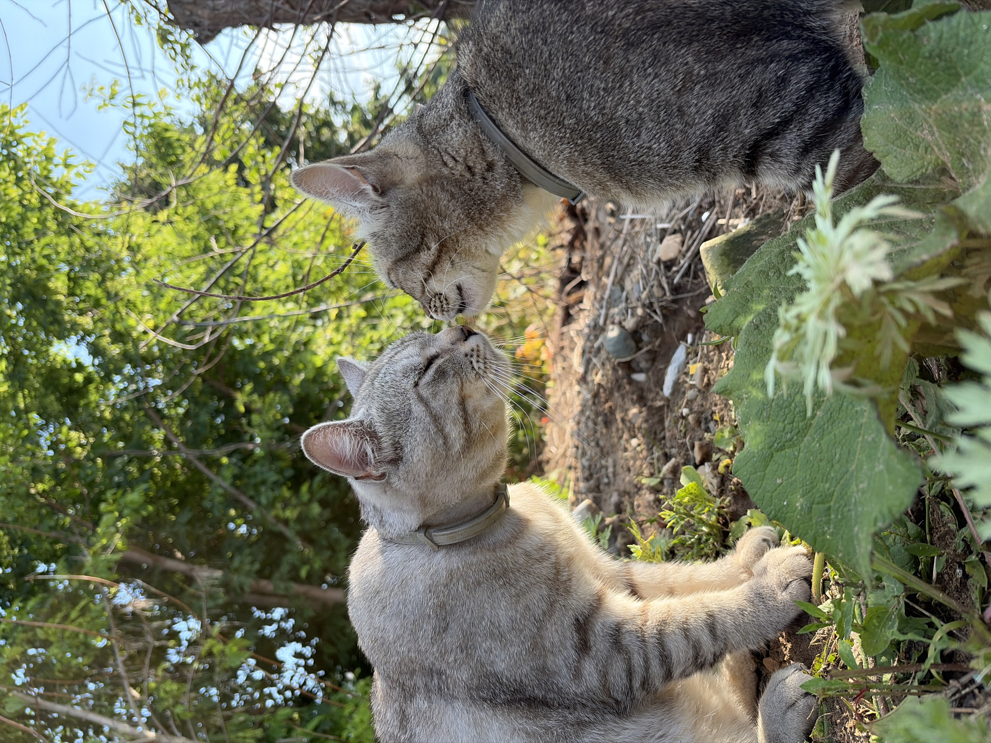 Cats and a river cruise ship spotted in rural Russia