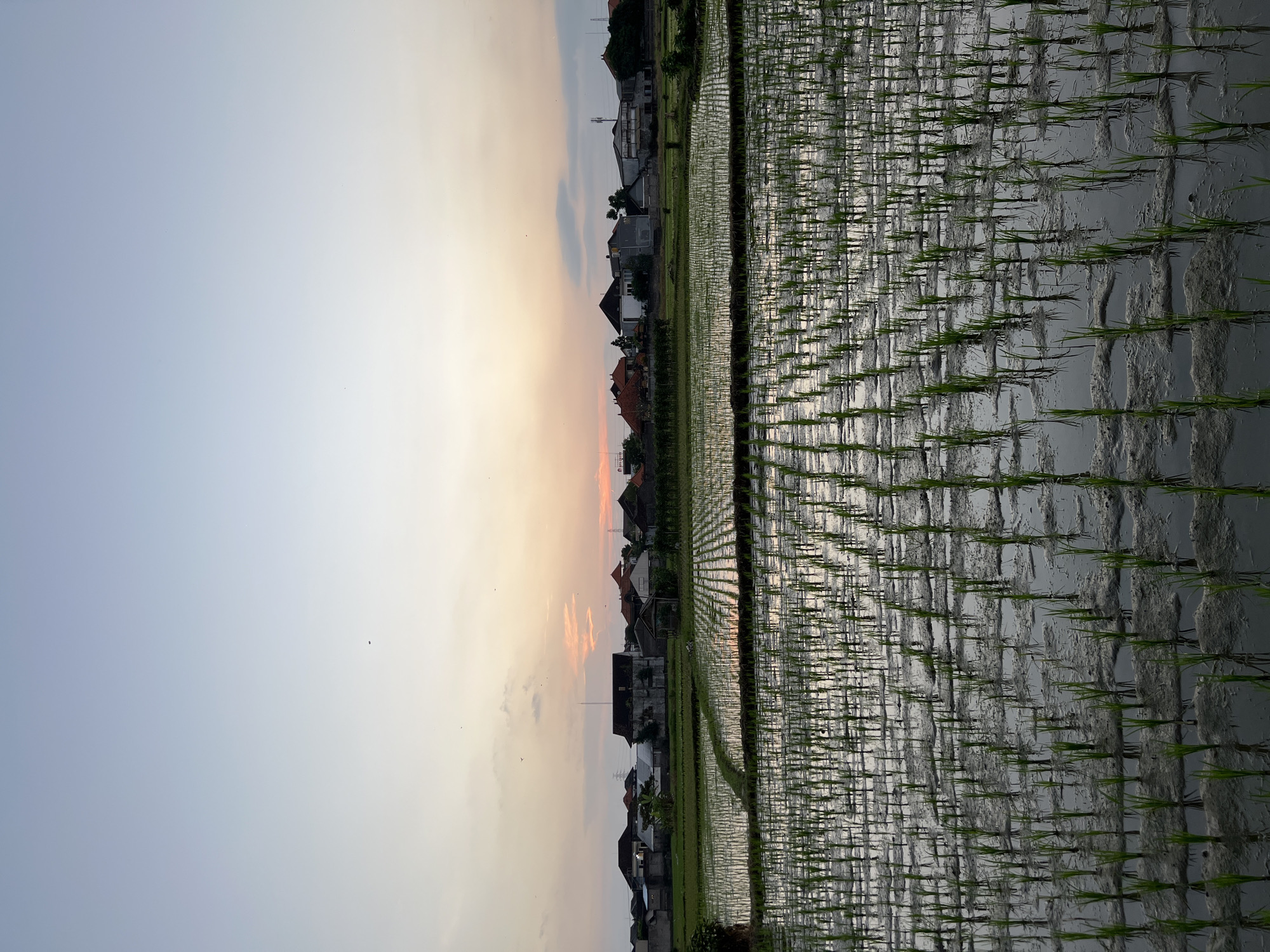 Morning scenes from Mengwi rice paddies and village life