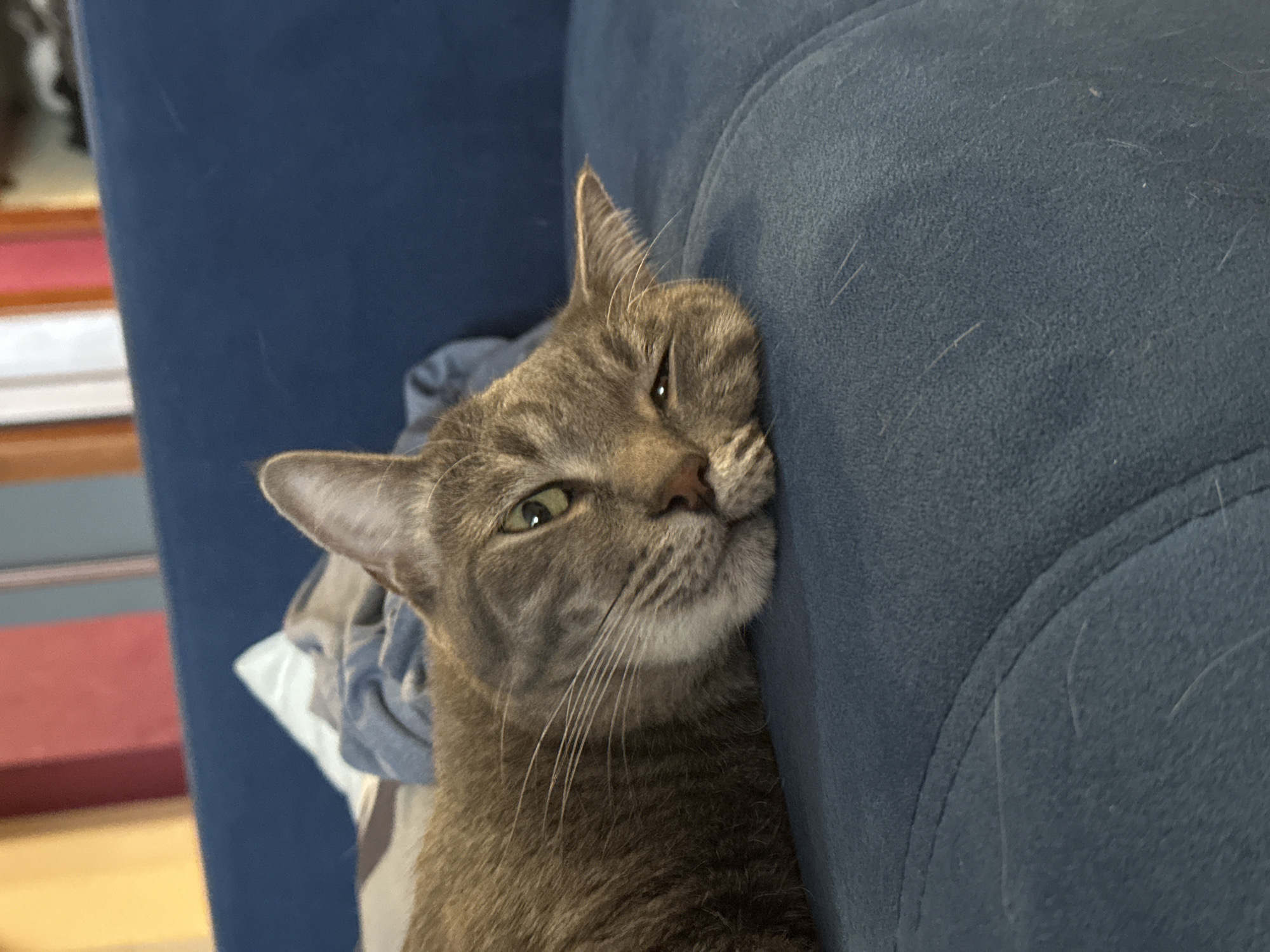 Gray tabby kitten spotted playing indoors in Krasnoyarsk