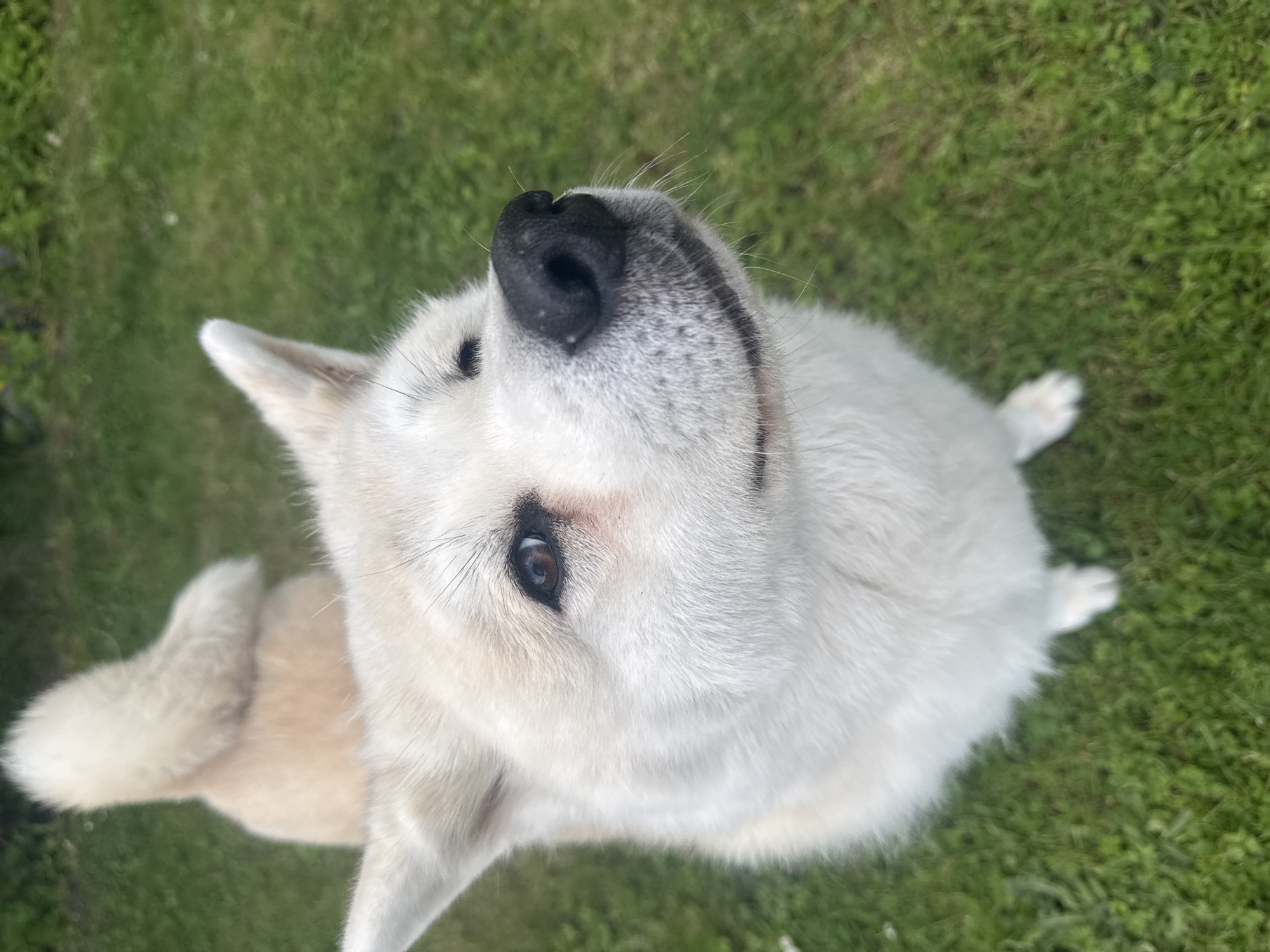 Akita dog filmed playing in Wattrelos yard