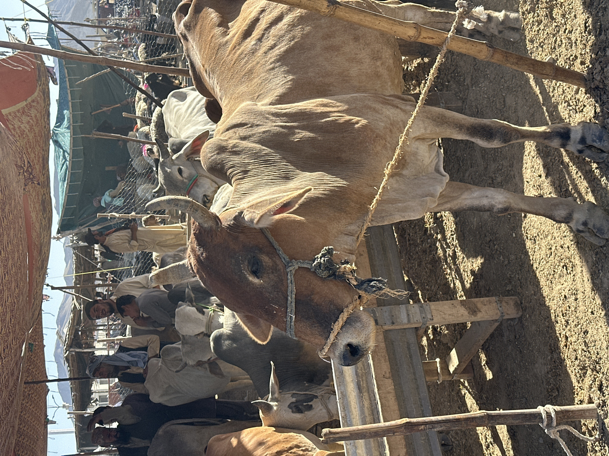 Busy livestock market operates in Quetta, Pakistan