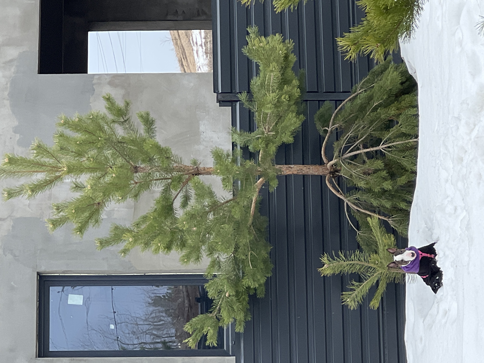 Dog in purple jacket spotted near pine tree in Izhevsk