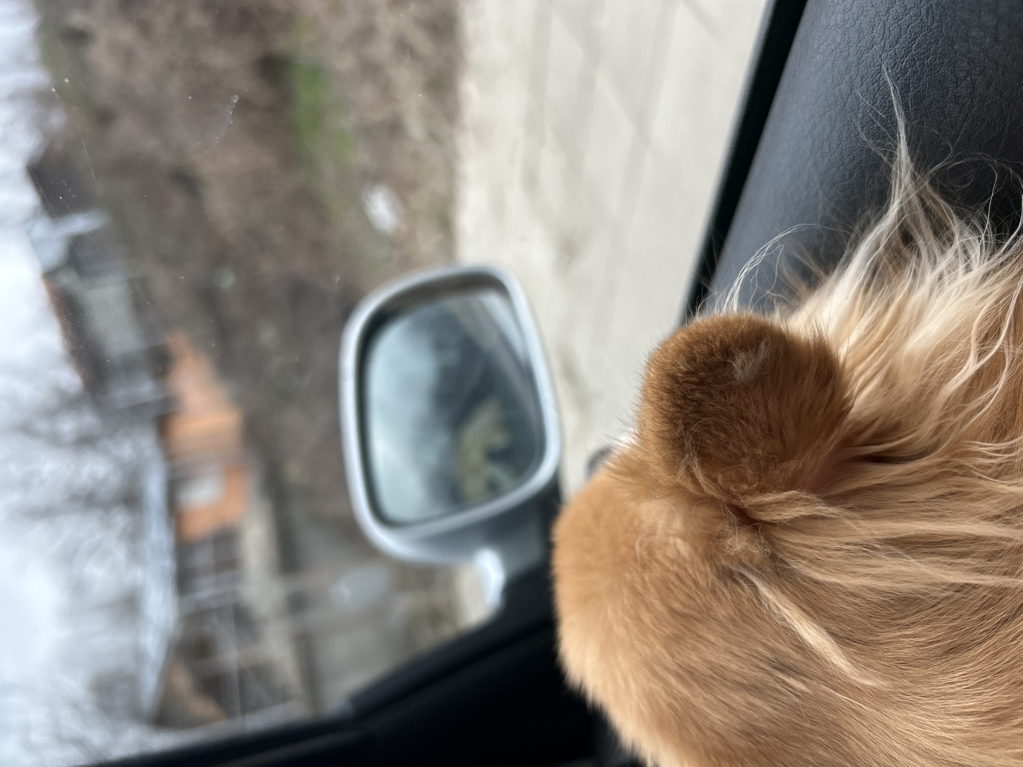 Orange cat travels by car in Bulgarian town