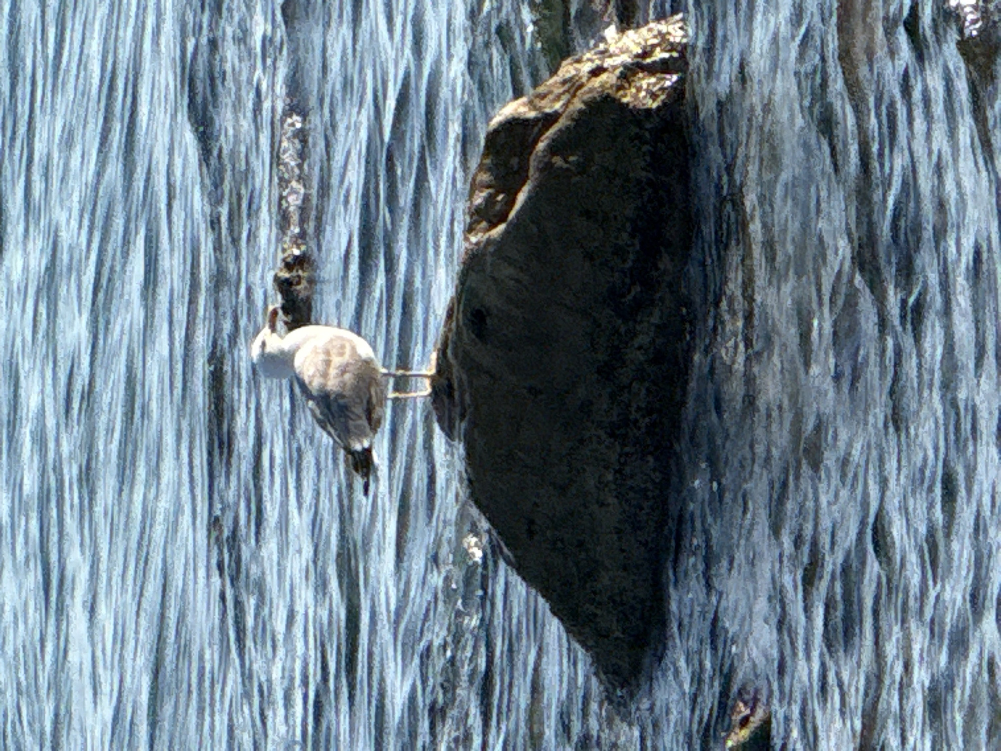 Seagull perched on rock with waterfall, Greek coastline