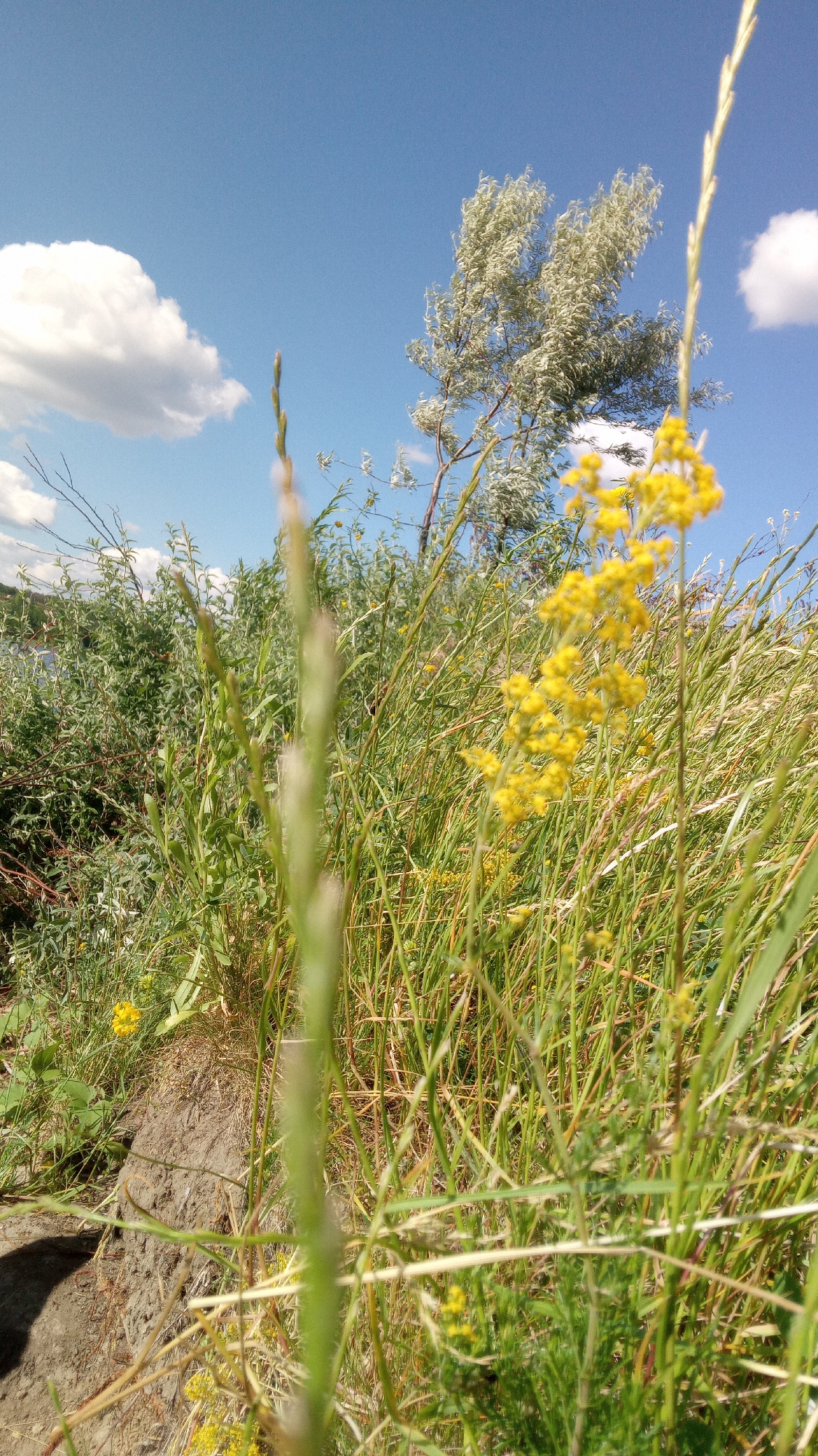 Quiet lakeside nature details in Buzke, Ukraine