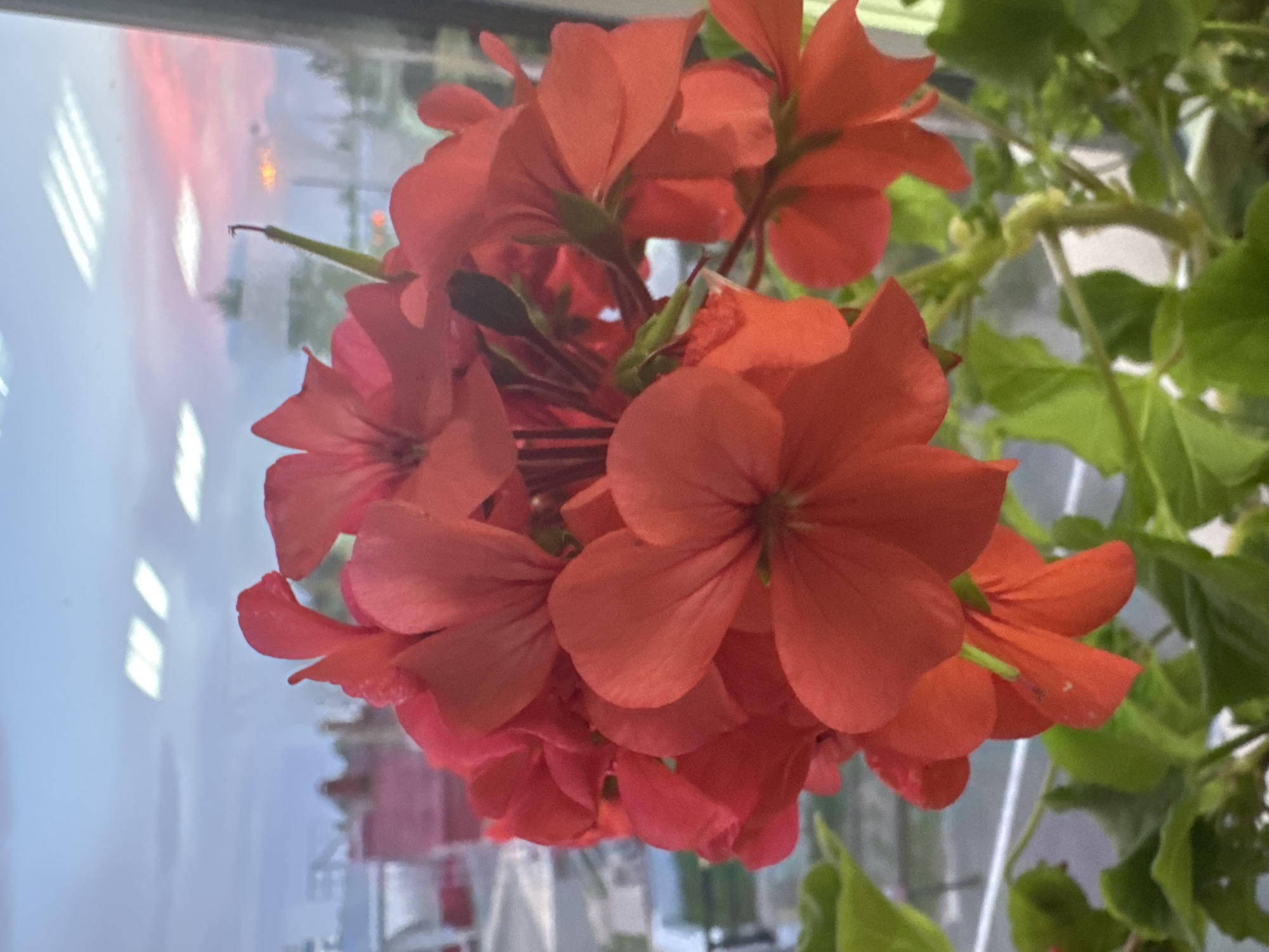 Close-up tour of a colorful indoor plant collection in Bely Yar