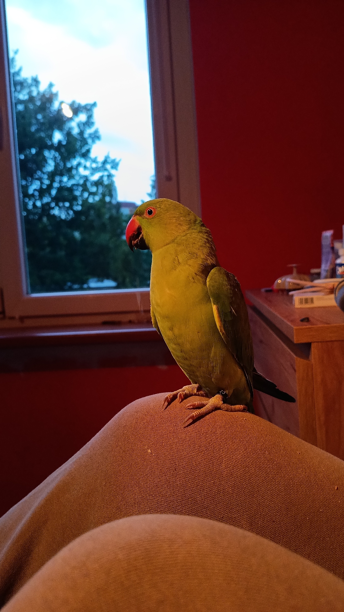 Parrots, dogs, and plush toys at home in Cheb