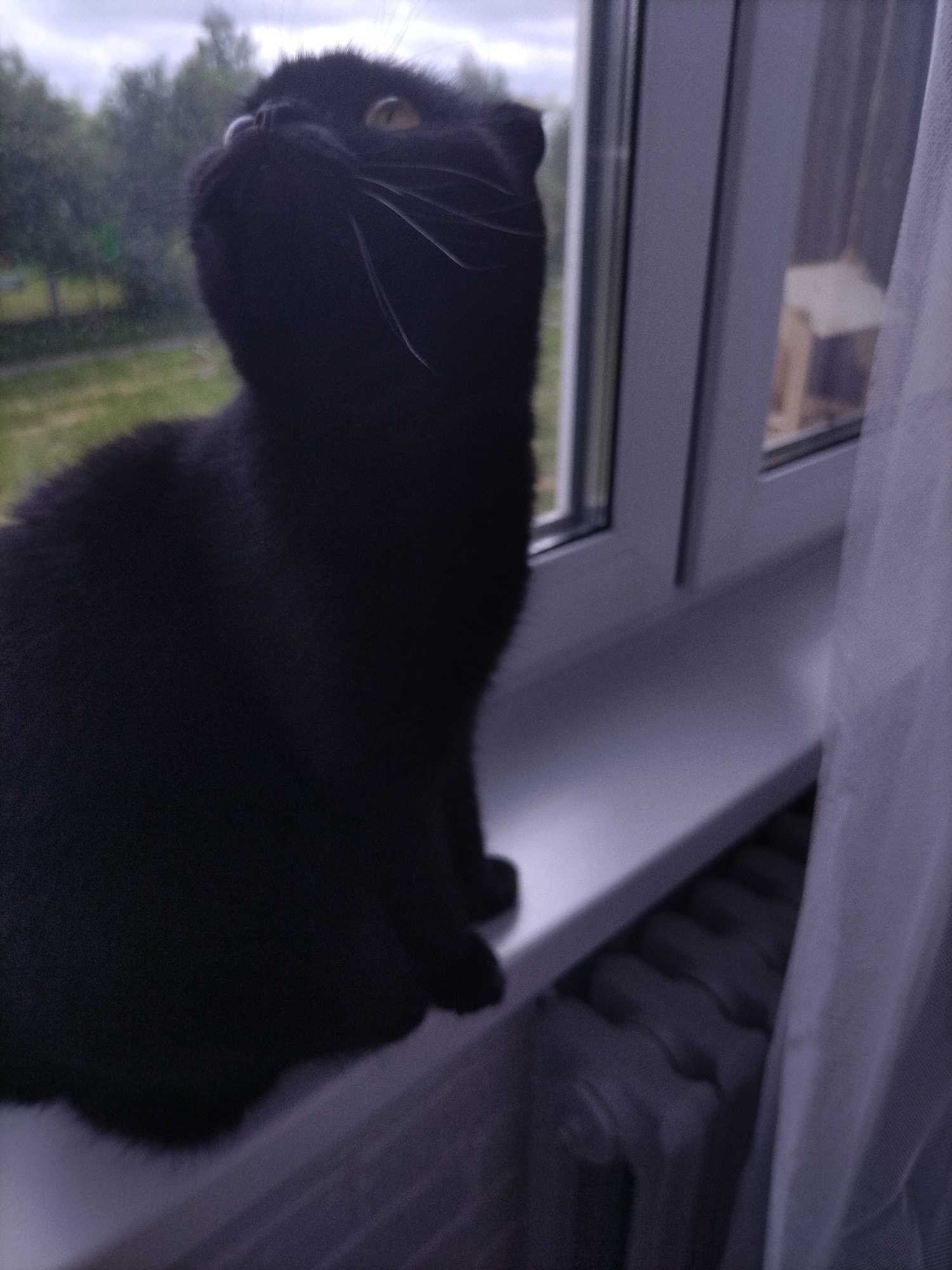 Quiet cat moments: gray cat on blue blanket, black cat on windowsill