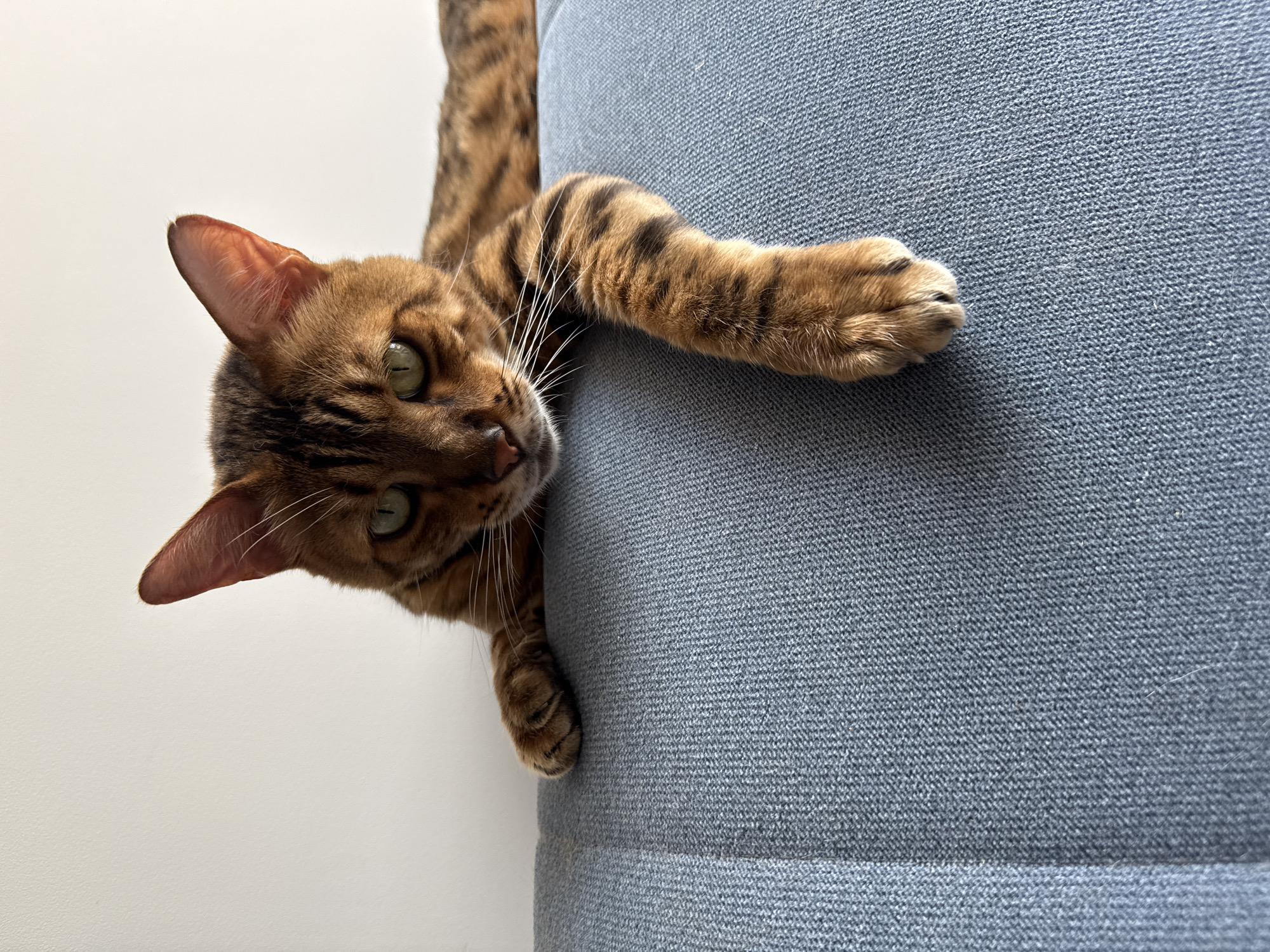 Bengal cat antics and Sochi street life on a June morning