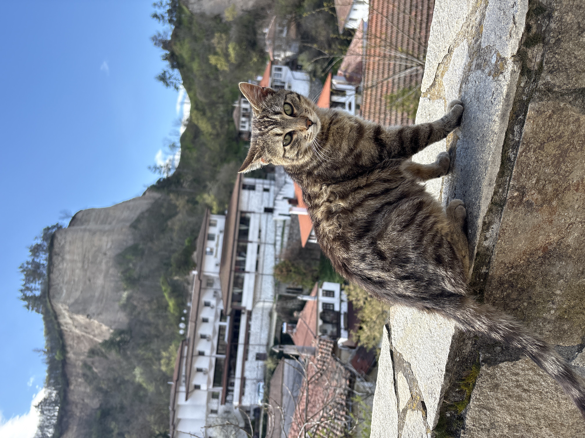 Tabby cat spotted on stone ledge overlooking Melnik, Bulgaria
