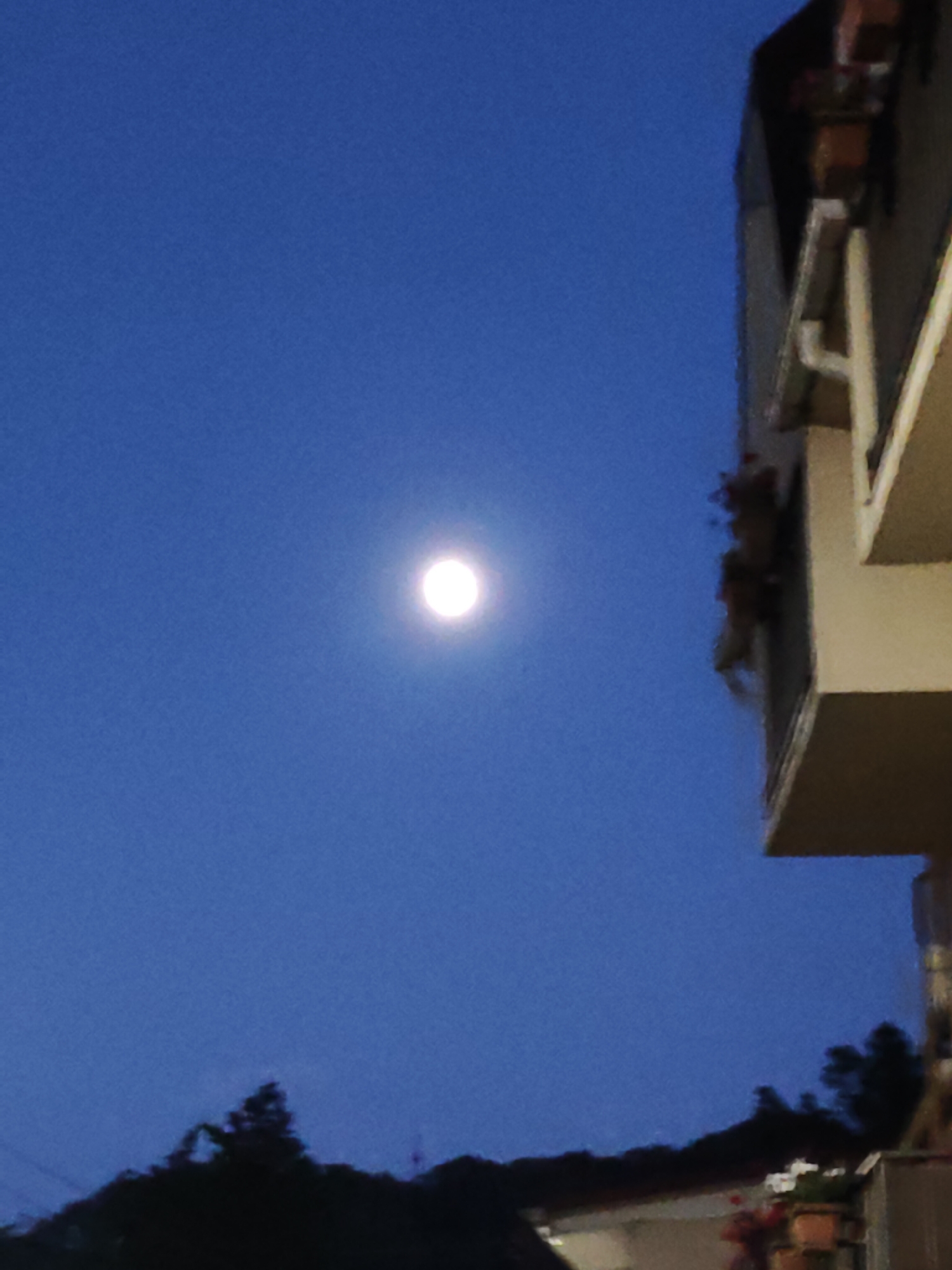 Sochi evening: flowers, city lights, and a full moon