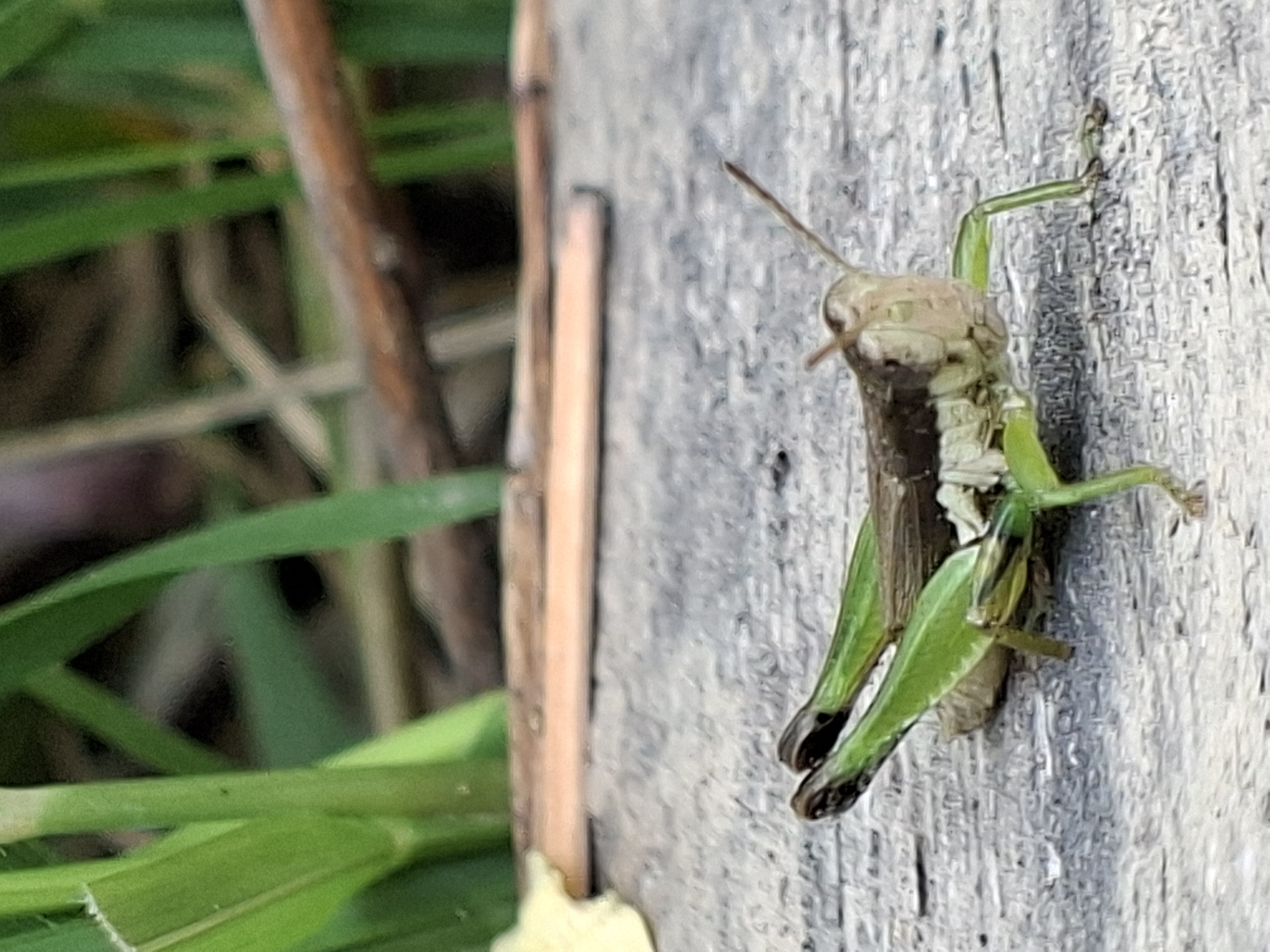 Morning macro photography session captures insects, flora in Kutaglumpang