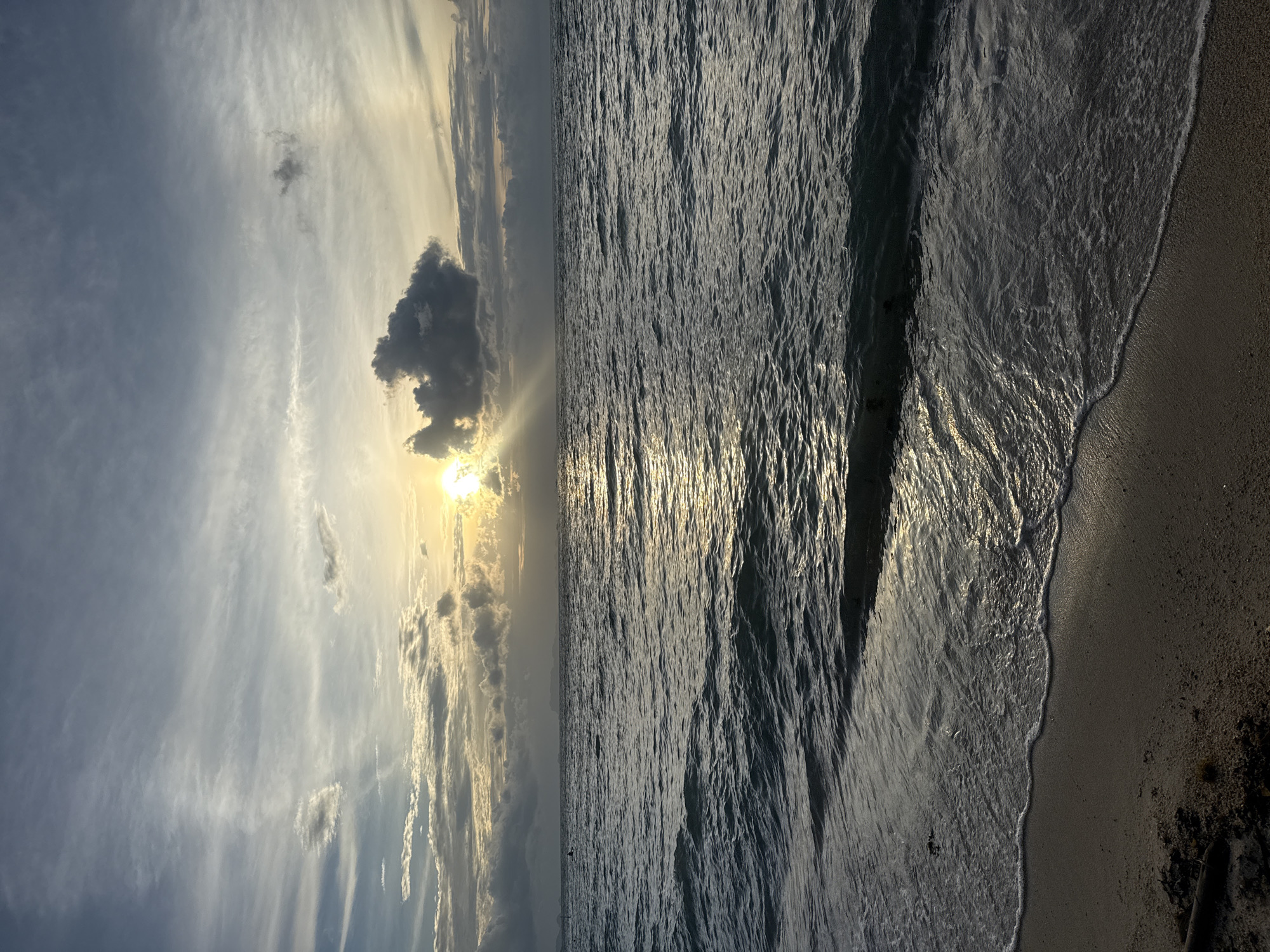 Sunset beach hang on Ko Samui with dogs, palms, and golden light