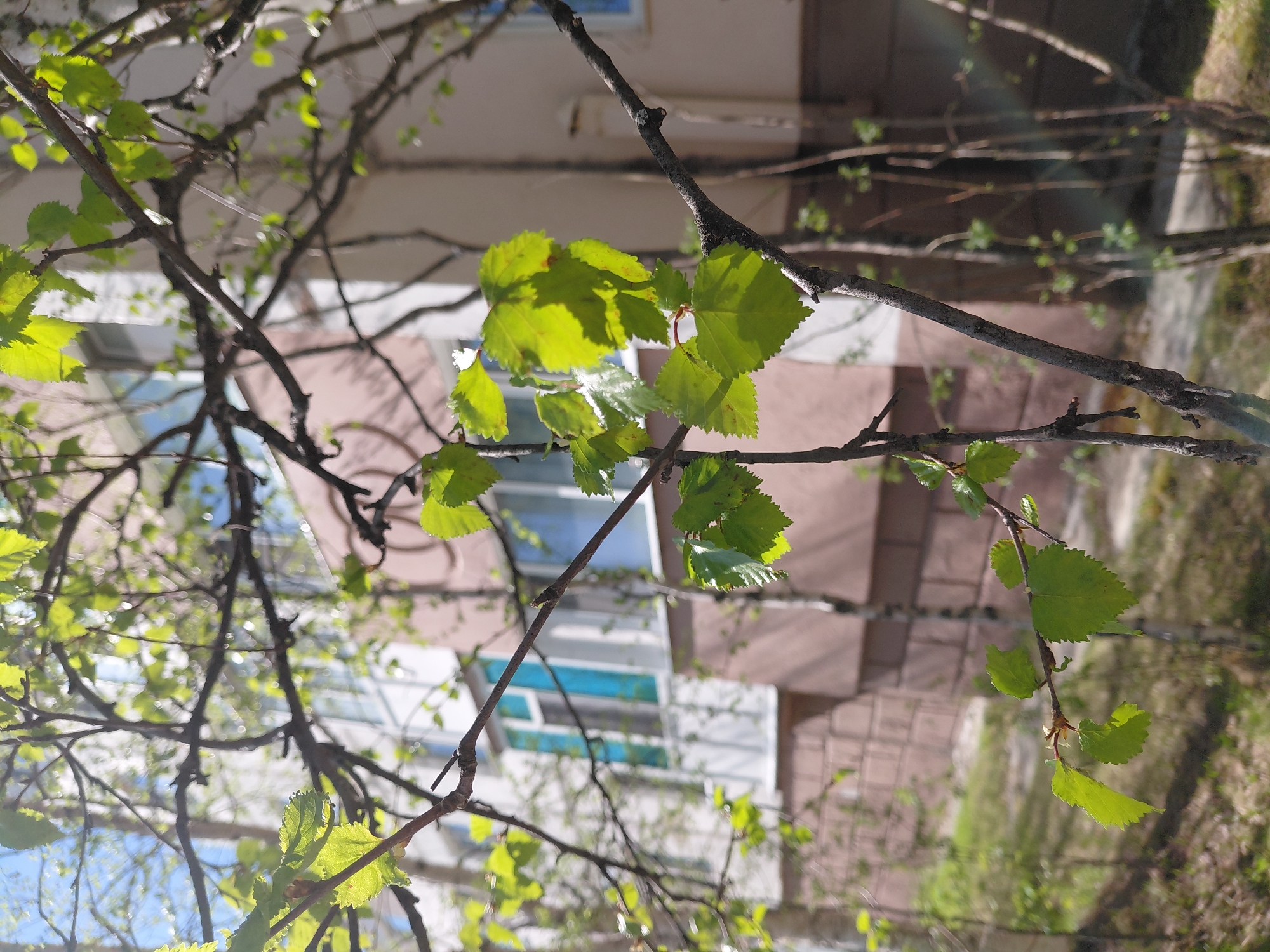 Spring foliage observed on tree branches in Nadym, Russia
