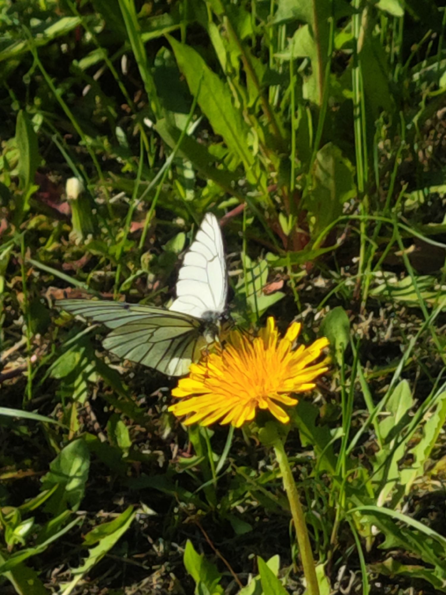 Nature and industry coexist in brief morning observations