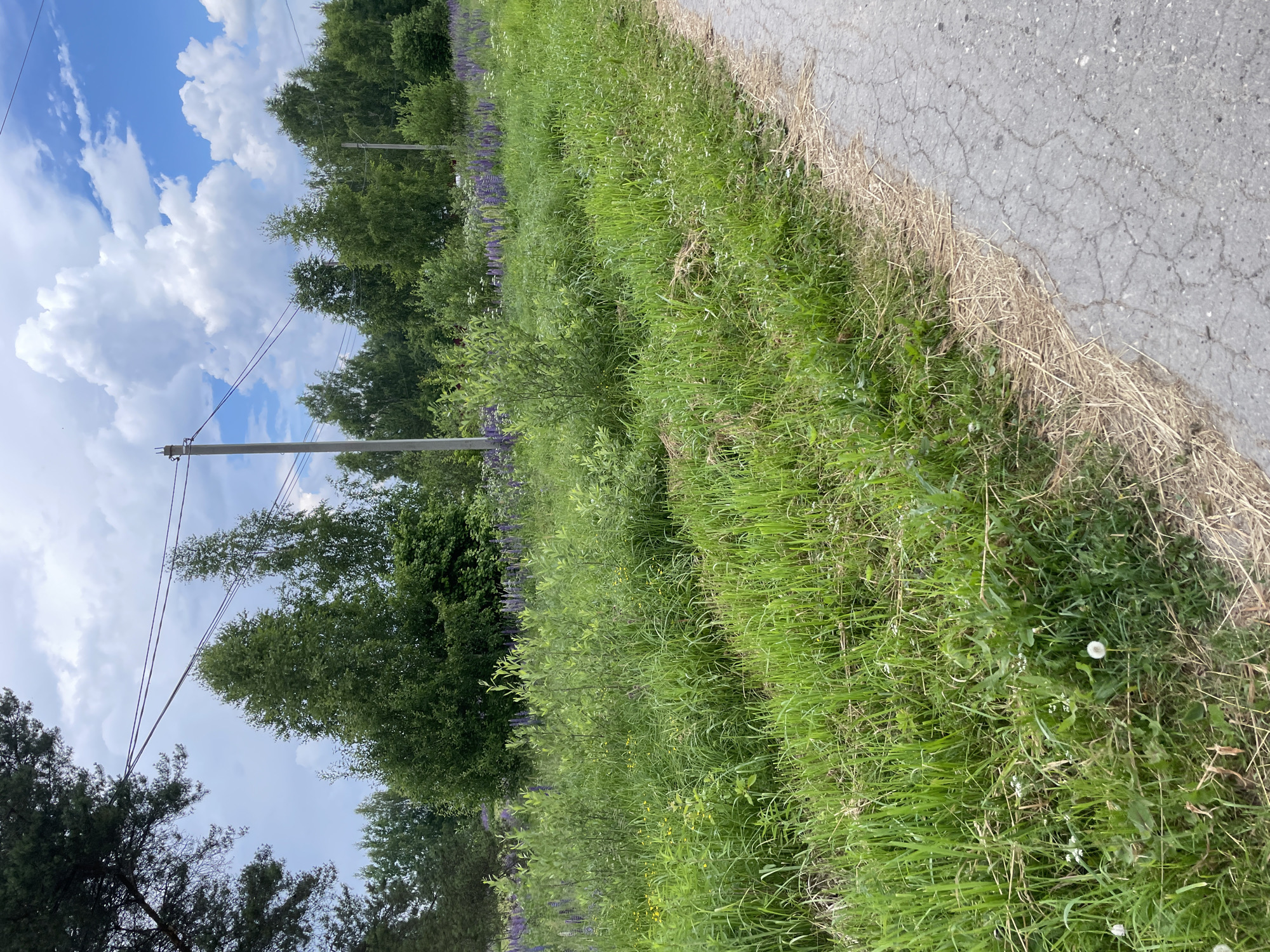Rural walk through Prudy village, Russia