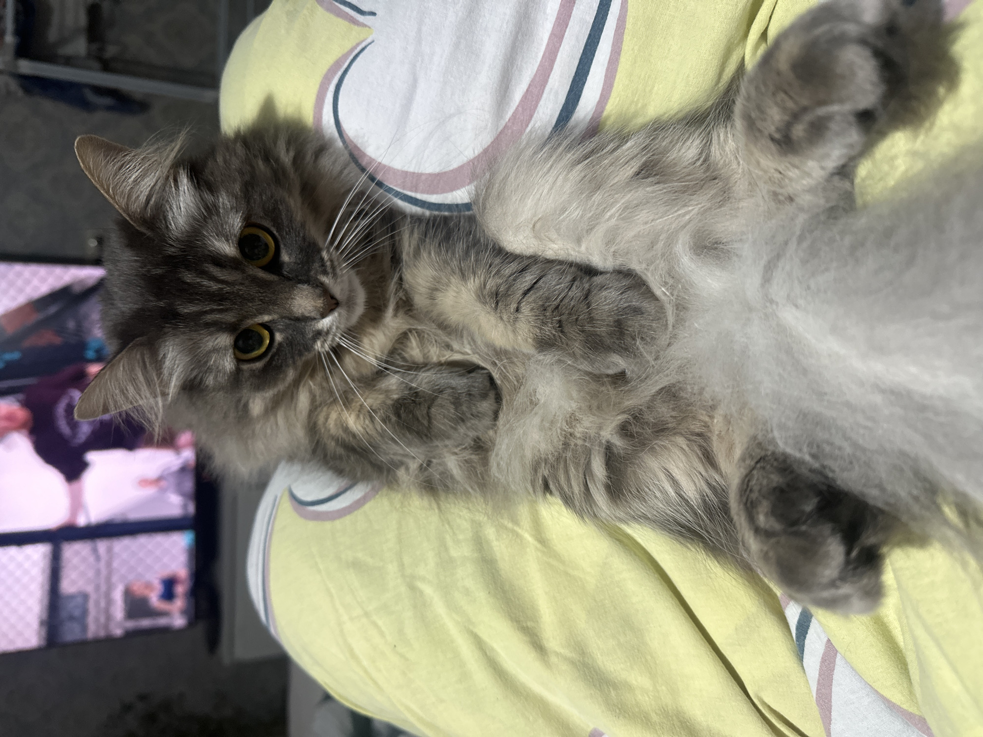 Grey tabby cat lounging on a yellow blanket in Rybinsk