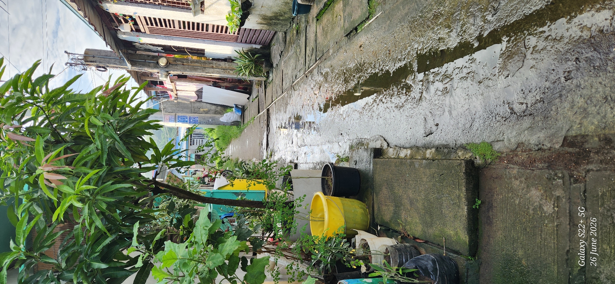 Post-rain garden life in Santa Maria, Philippines