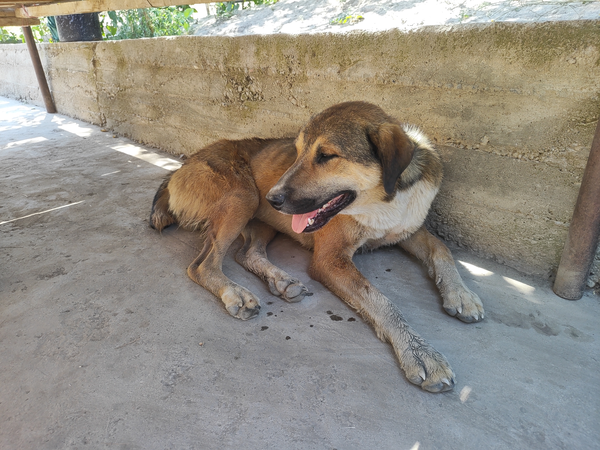 Dogs loitering around a shaded courtyard in Sultonobod