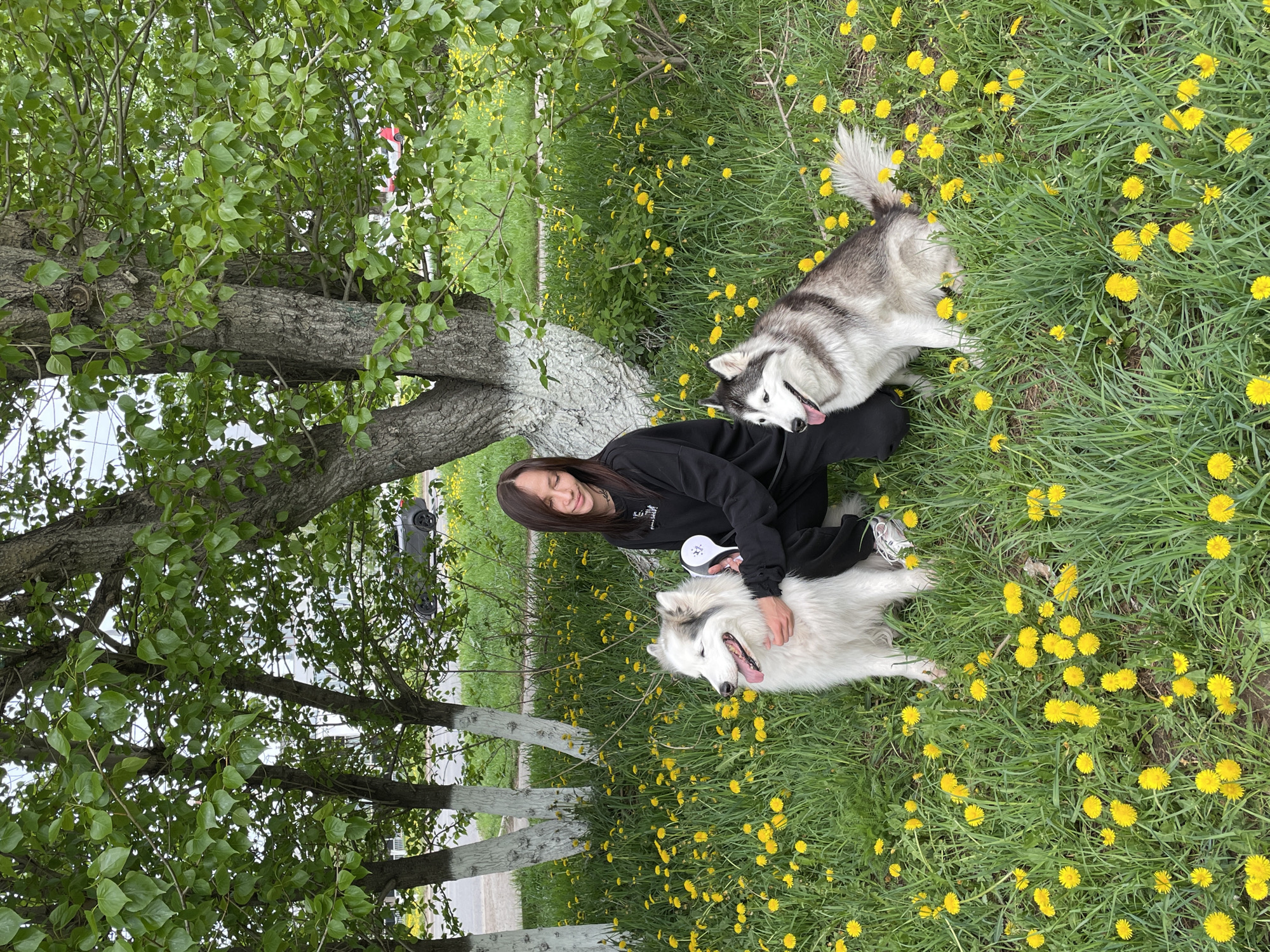 Woman poses with huskies in dandelion field, Izhevsk park